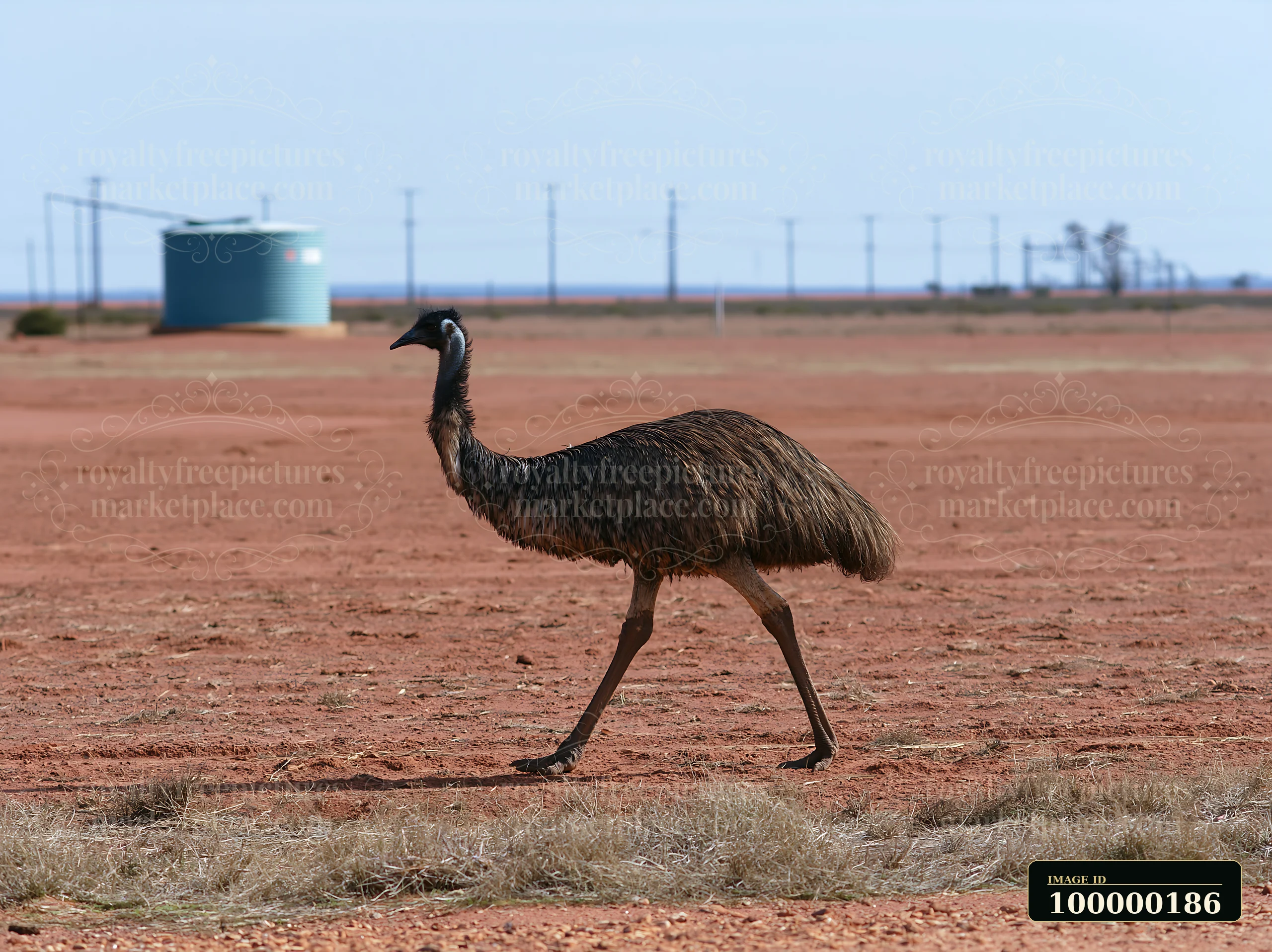 Emu walking across a red outback plain with sparse grass, utility poles, and a water tank in the background.