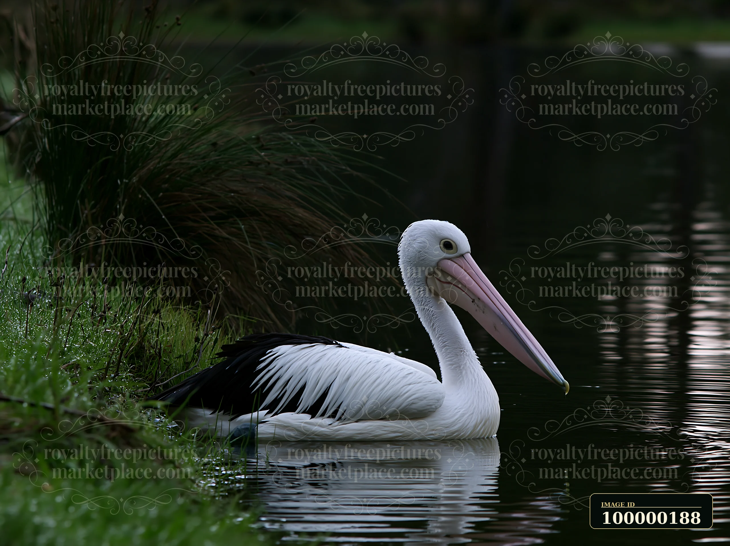 Australian pelican resting in coastal lagoon water beside reeds and grassy shoreline