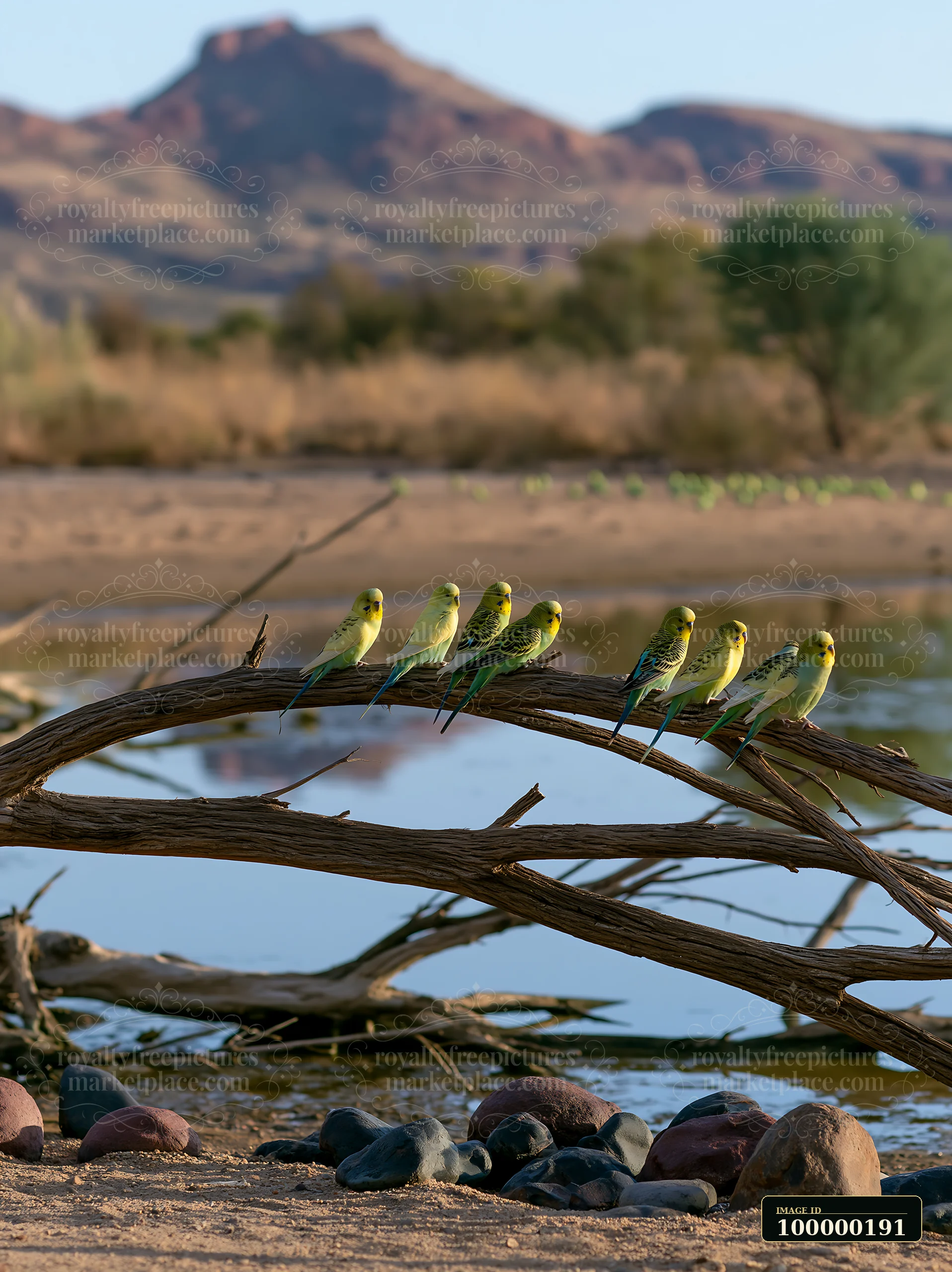 Colorful budgerigars perch on a fallen branch above water in a dry desert landscape with rocky mountains.