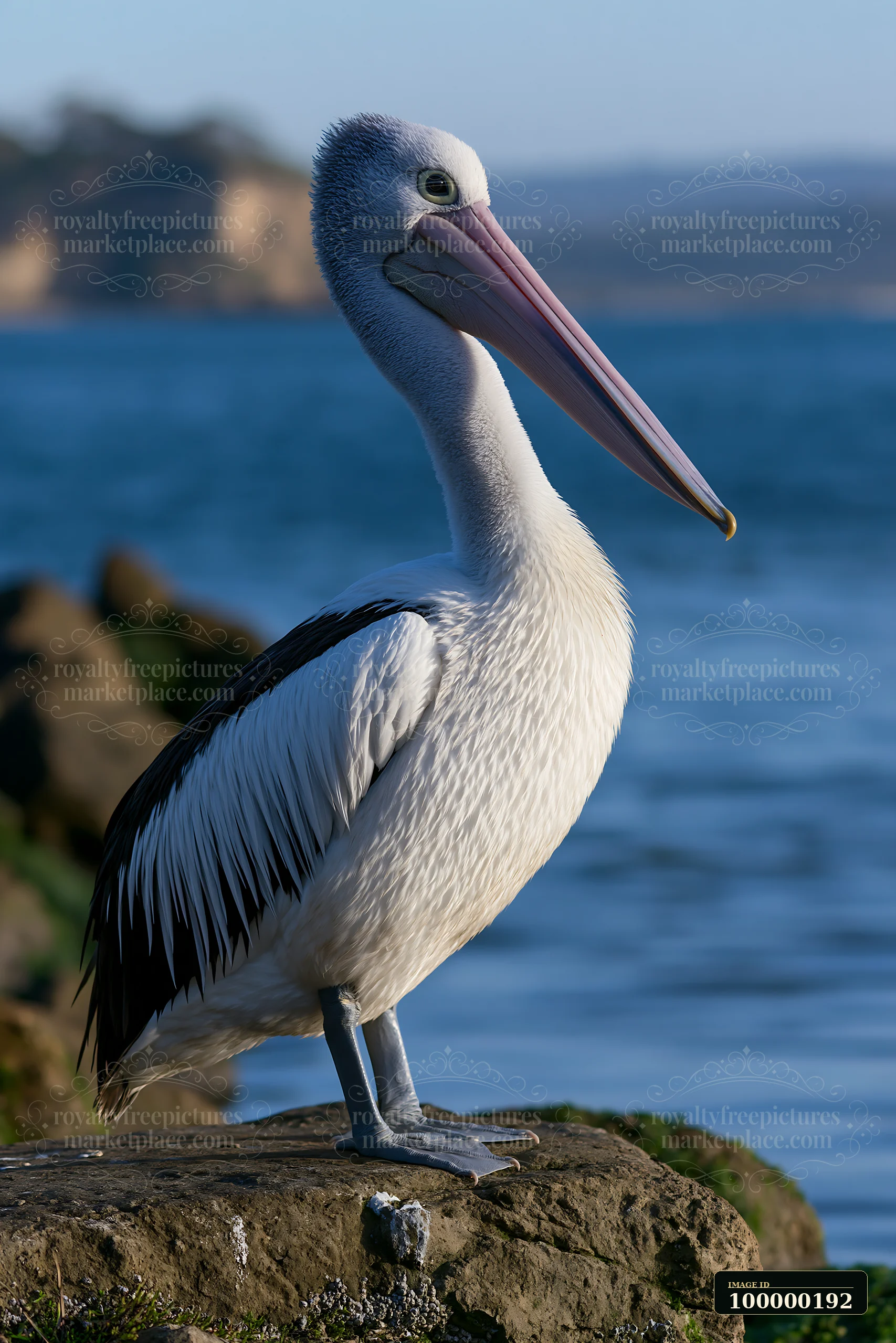 Australian pelican standing on a rocky ledge beside a blue coastal lagoon