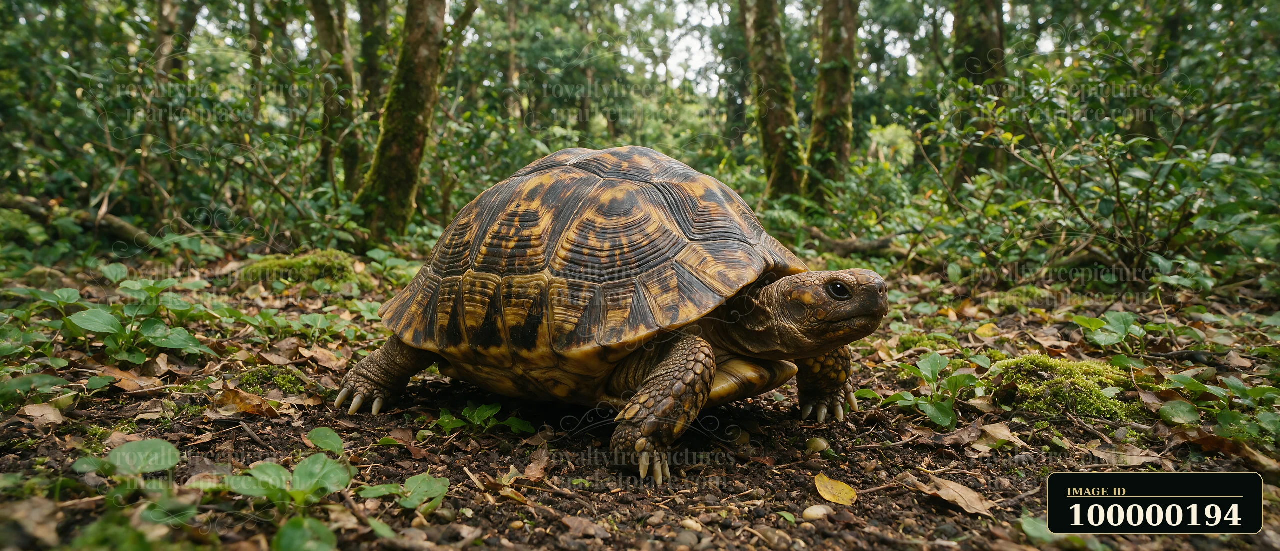 A tortoise with a patterned shell rests on the leafy forest floor in natural light.