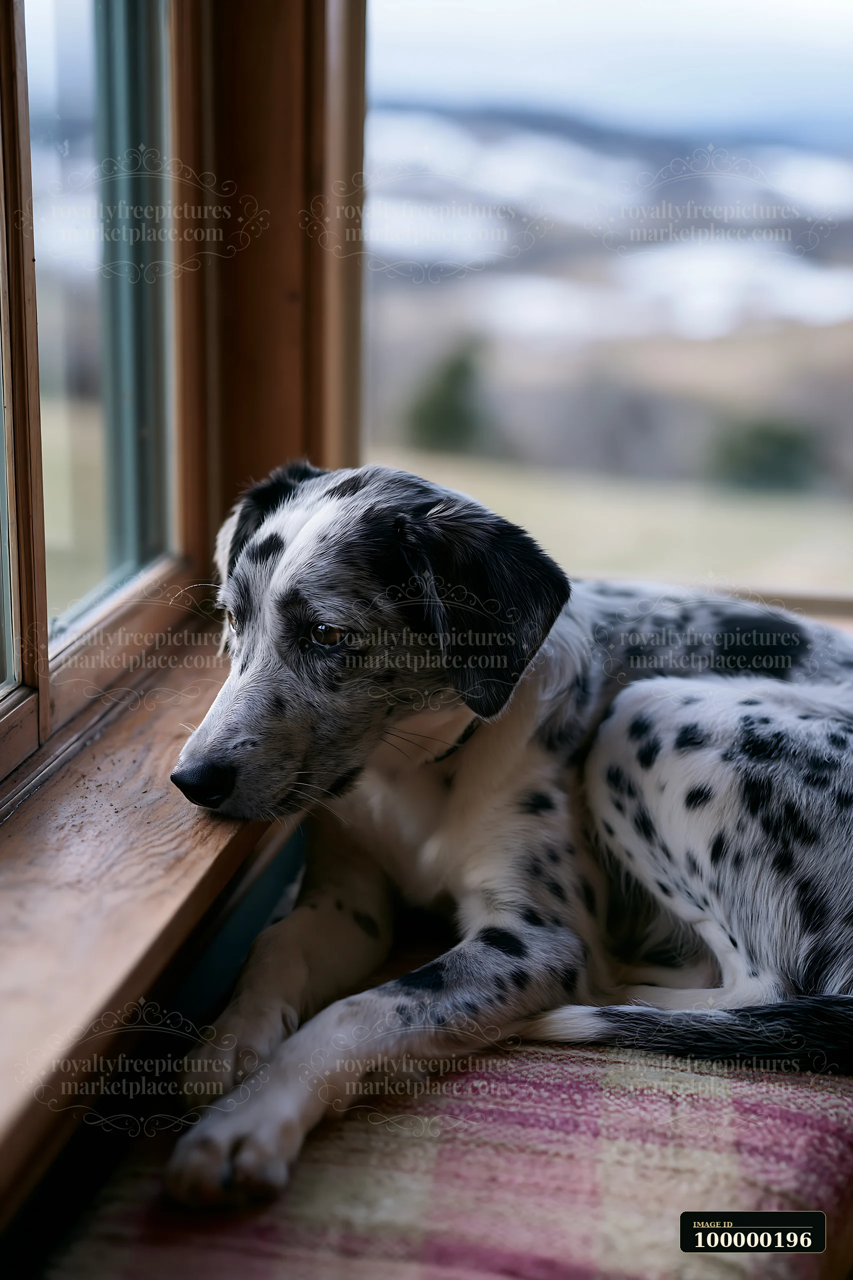 Black-and-white spotted dog resting beside a wooden window and looking toward the outdoors.