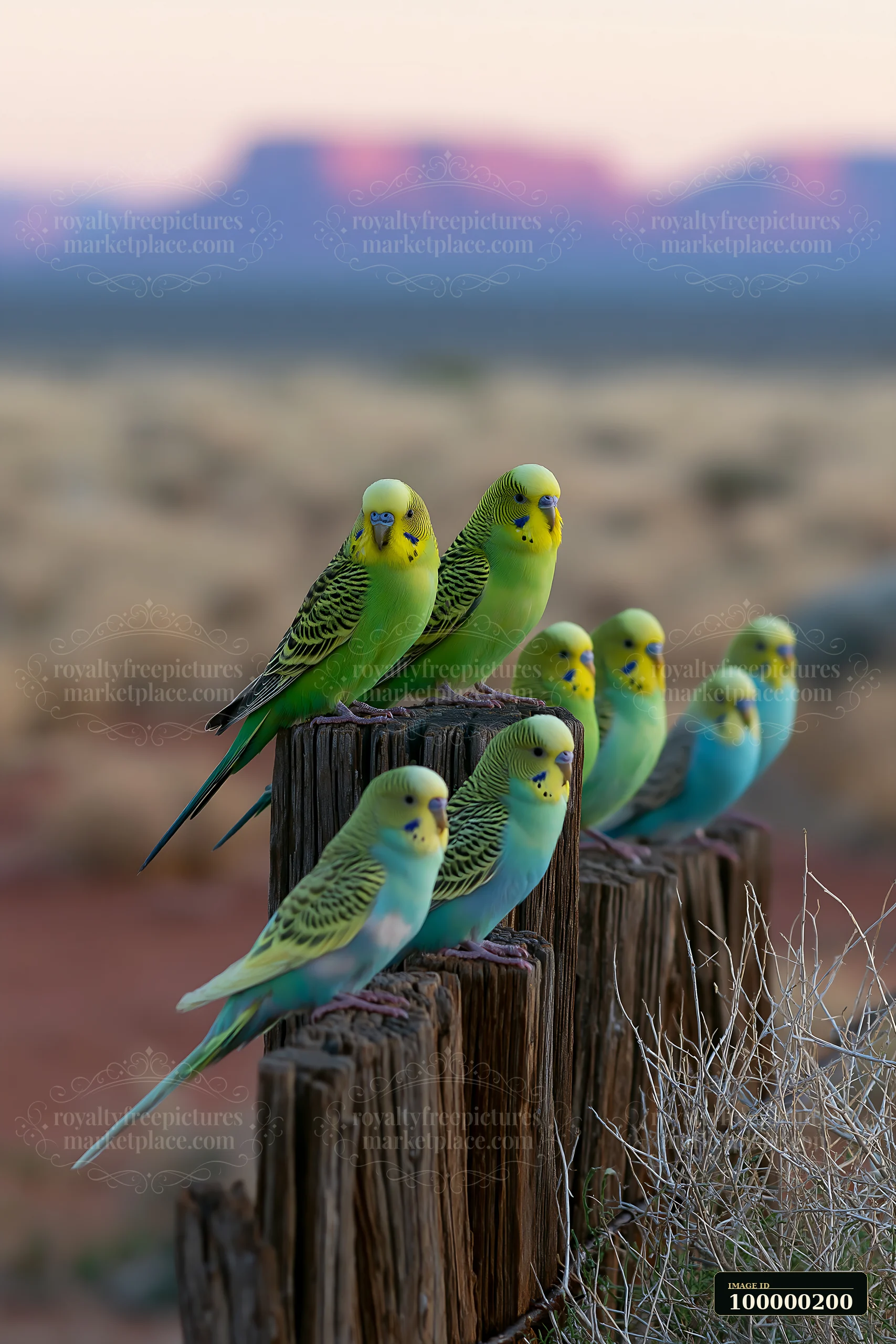 Colorful budgerigars perch on weathered wooden posts against a softly blurred desert landscape.