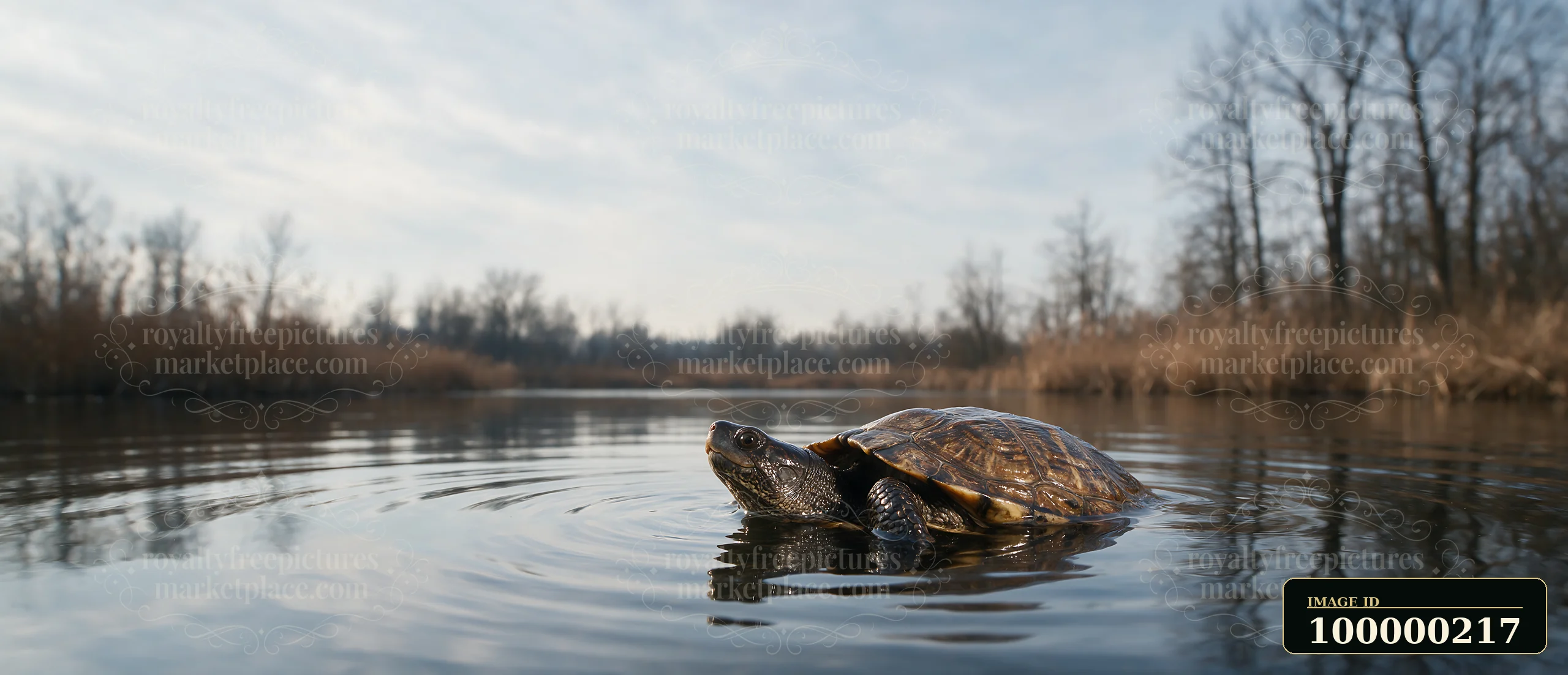Turtle peeking above calm water in a quiet wetland surrounded by reeds and leafless trees.
