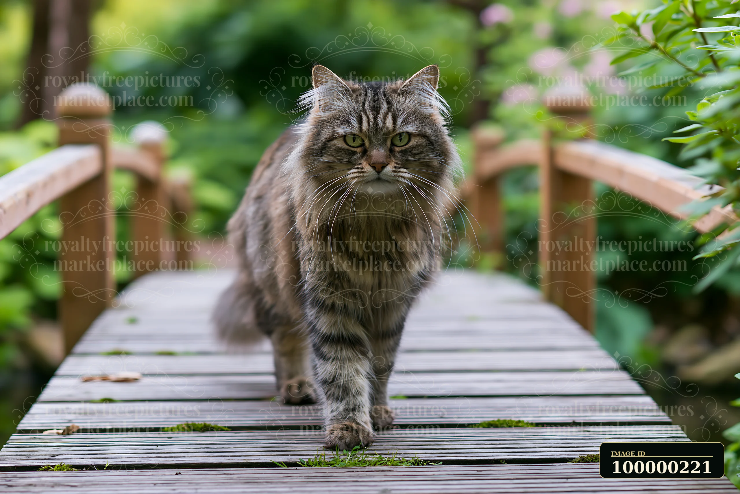 Gray tabby Asian Semi-longhair cat walking toward the camera on a wooden garden footbridge.