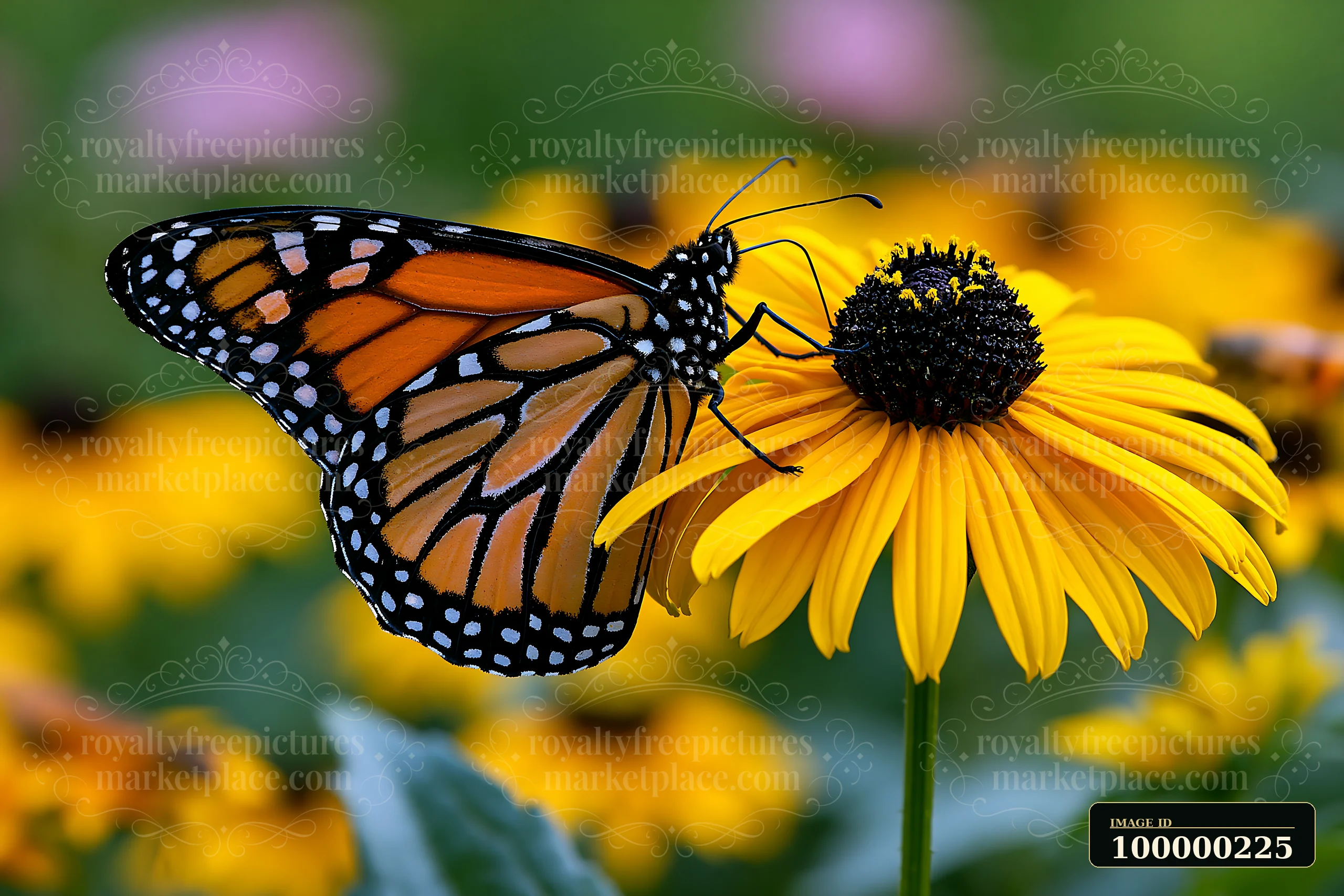 Monarch butterfly resting on a sunlit rudbeckia flower in a softly blurred garden.