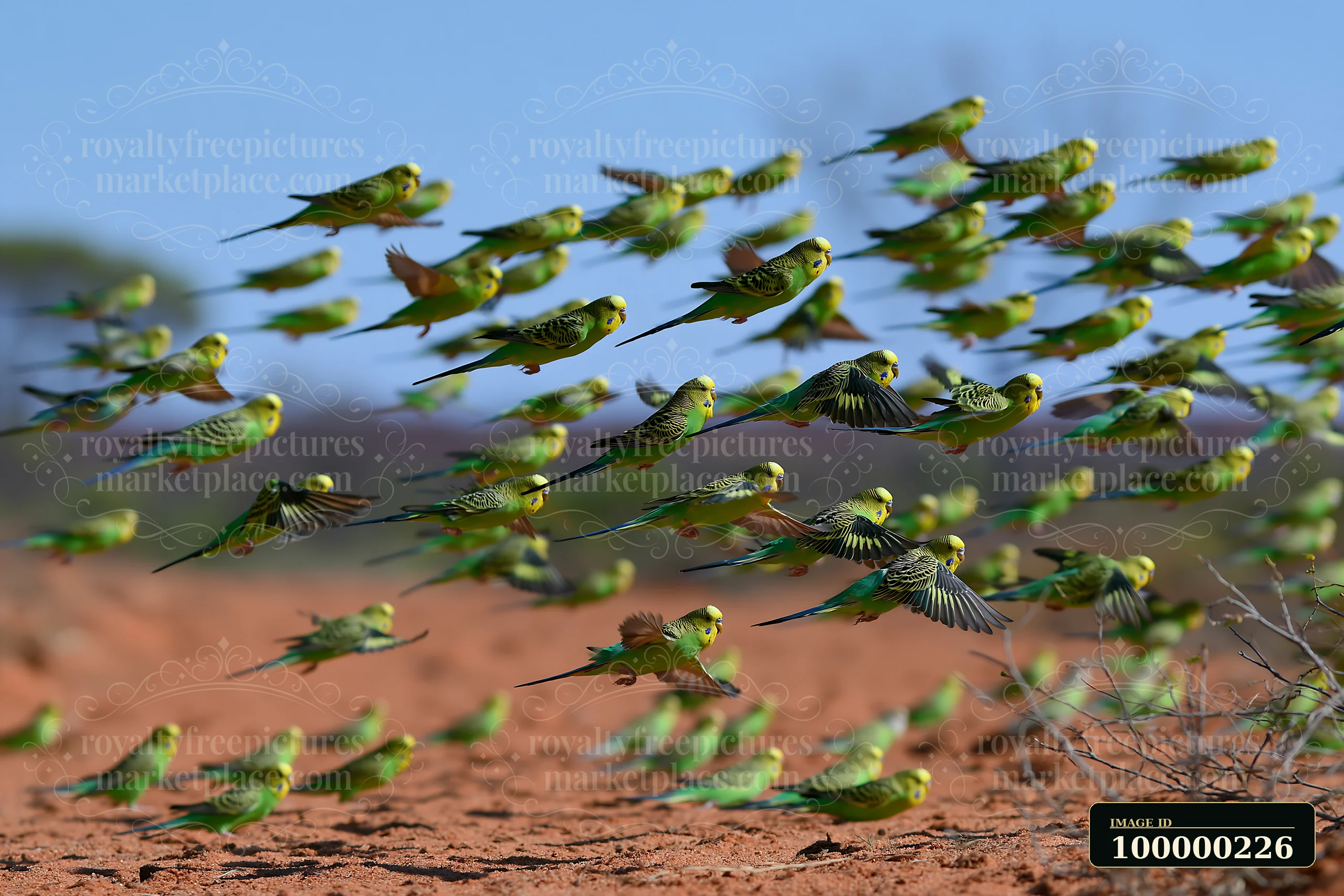A flock of green and yellow budgerigars flies over reddish desert ground beneath a blue sky.