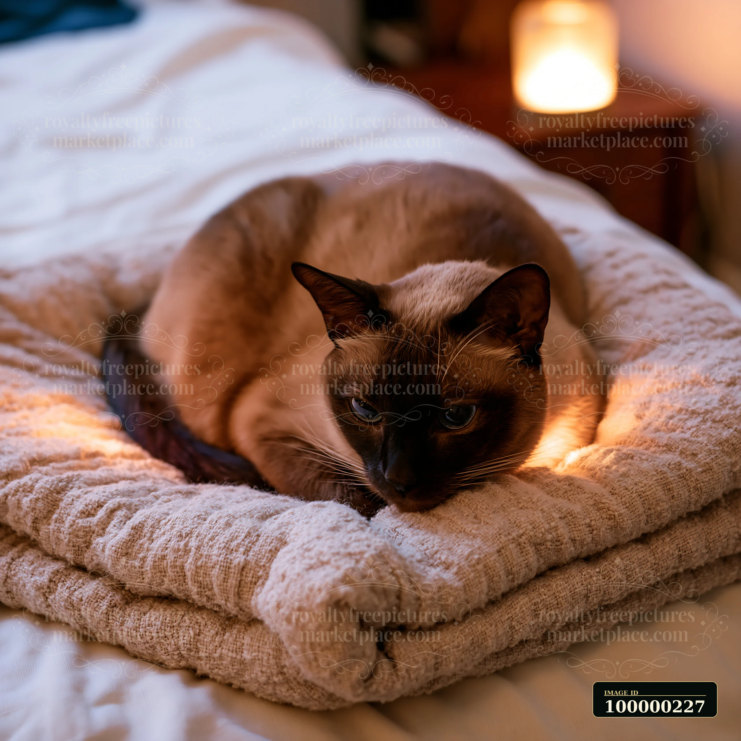 Tonkinese cat resting on folded blankets in a warmly lit bedroom