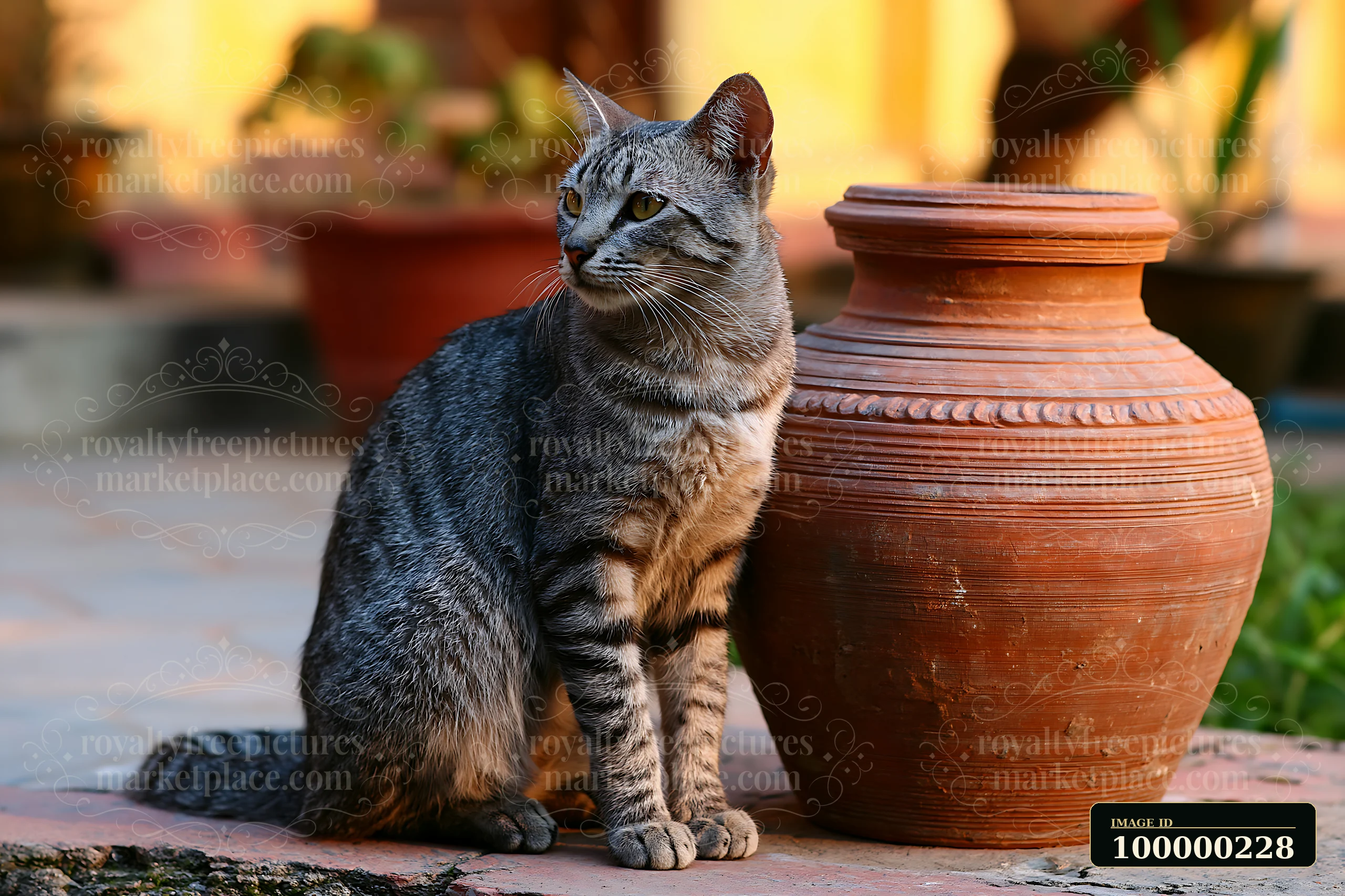 Striped cat sits beside a large terracotta pot on a paved outdoor surface.