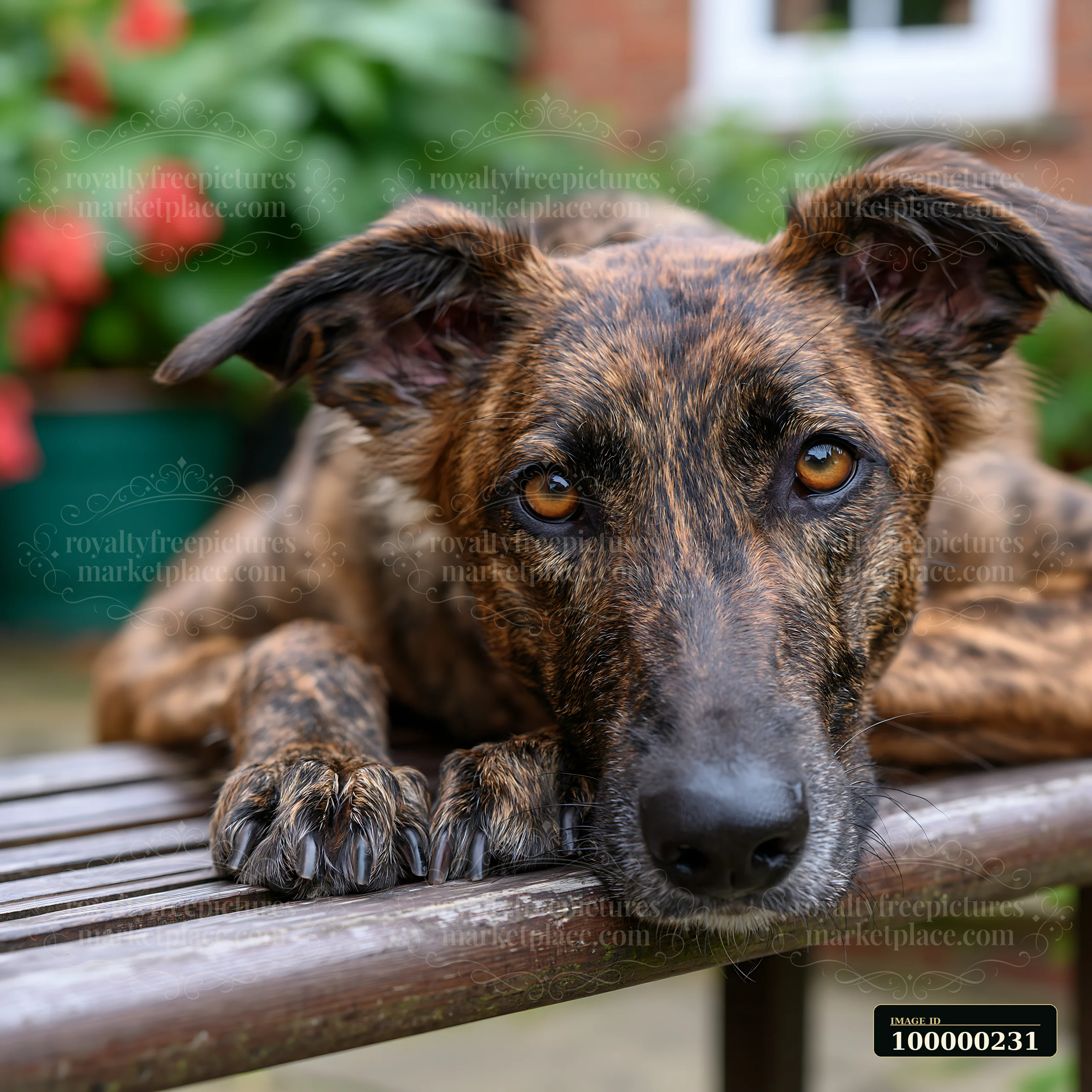 Brindle-coated dog rests with its paws on a weathered wooden bench in a leafy garden.