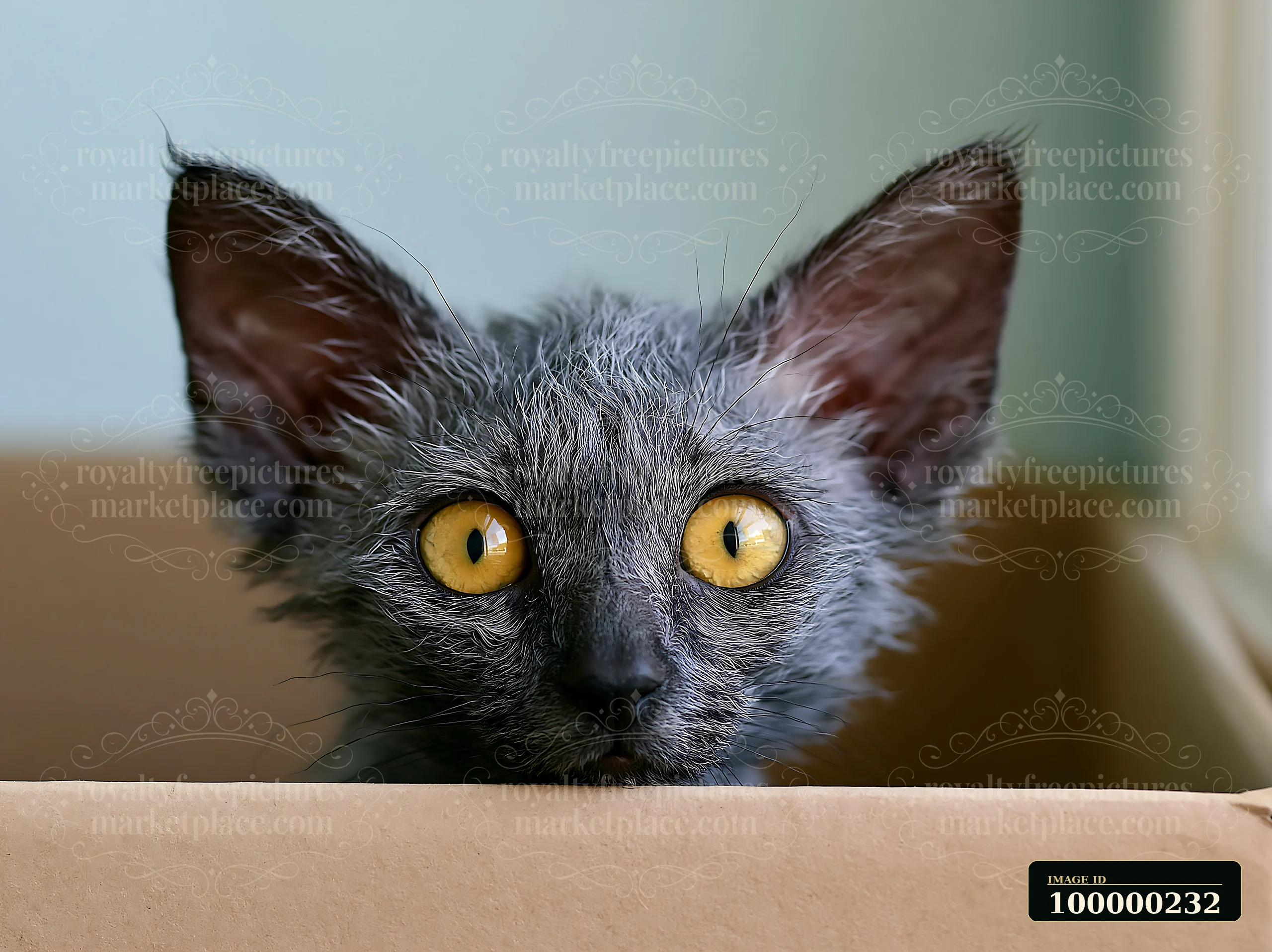 A Lykoi cat with gray fur and bright yellow eyes looks curiously from a cardboard box.