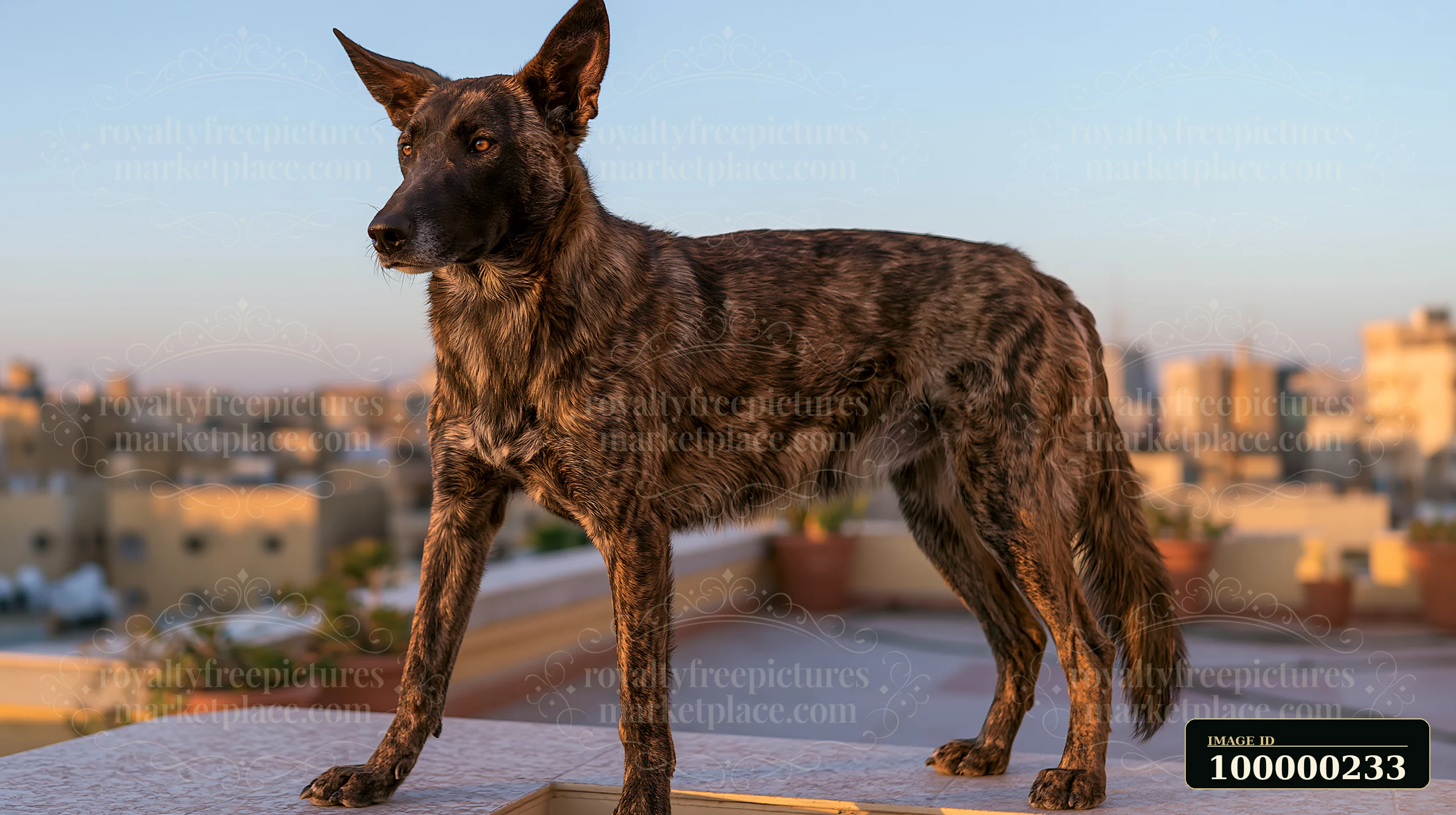 This brindle-coated dog stands on a rooftop, overlooking a city.