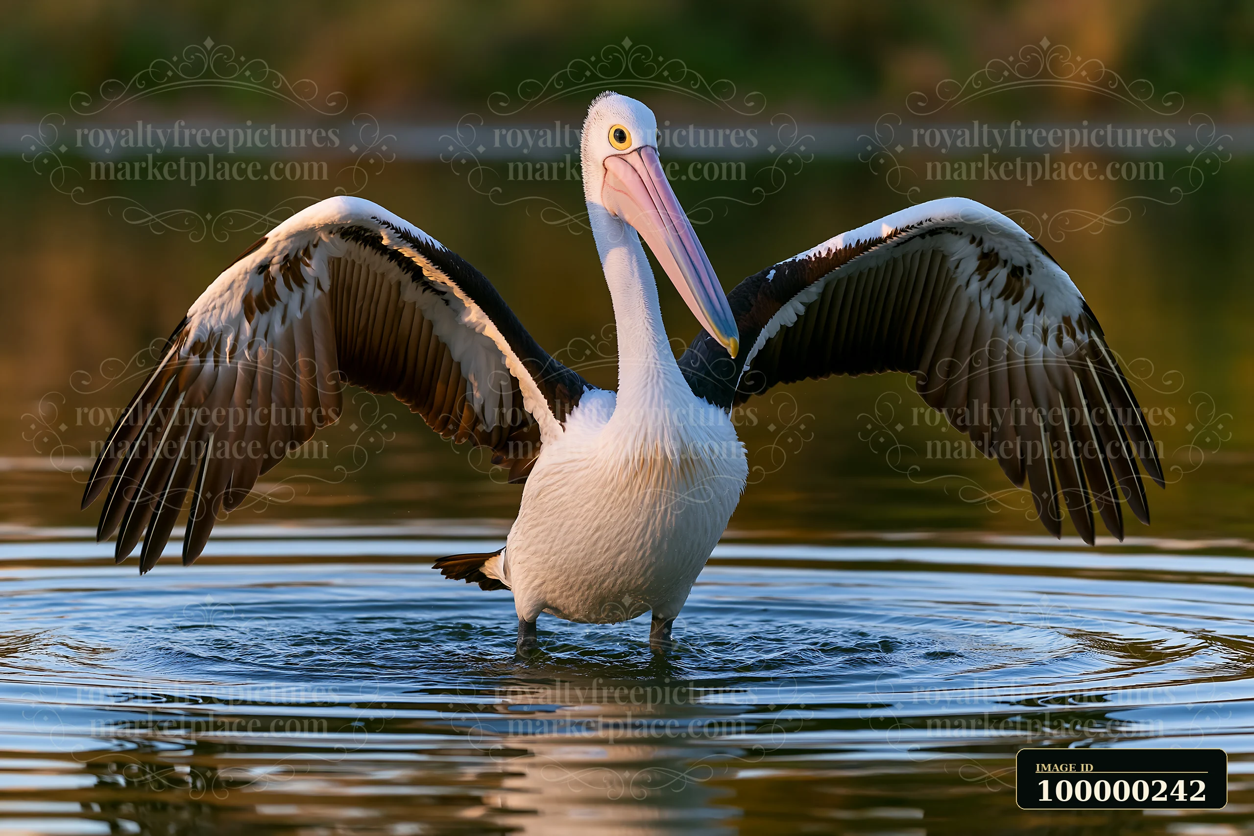 Australian pelican spreads its wings while standing in shallow water on a coastal lagoon.