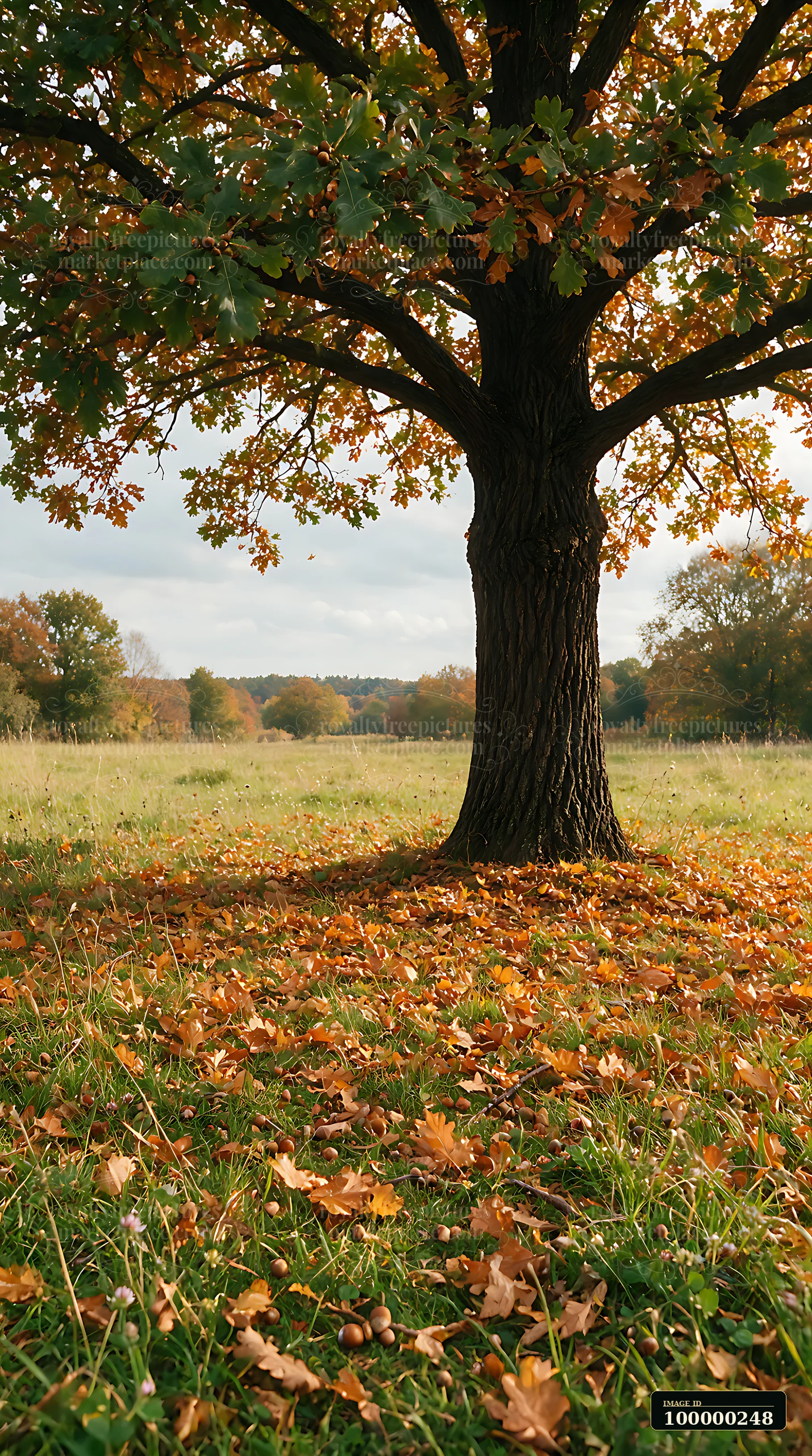 Large oak tree with autumn leaves and acorns stands in a meadow beneath a cloudy sky.
