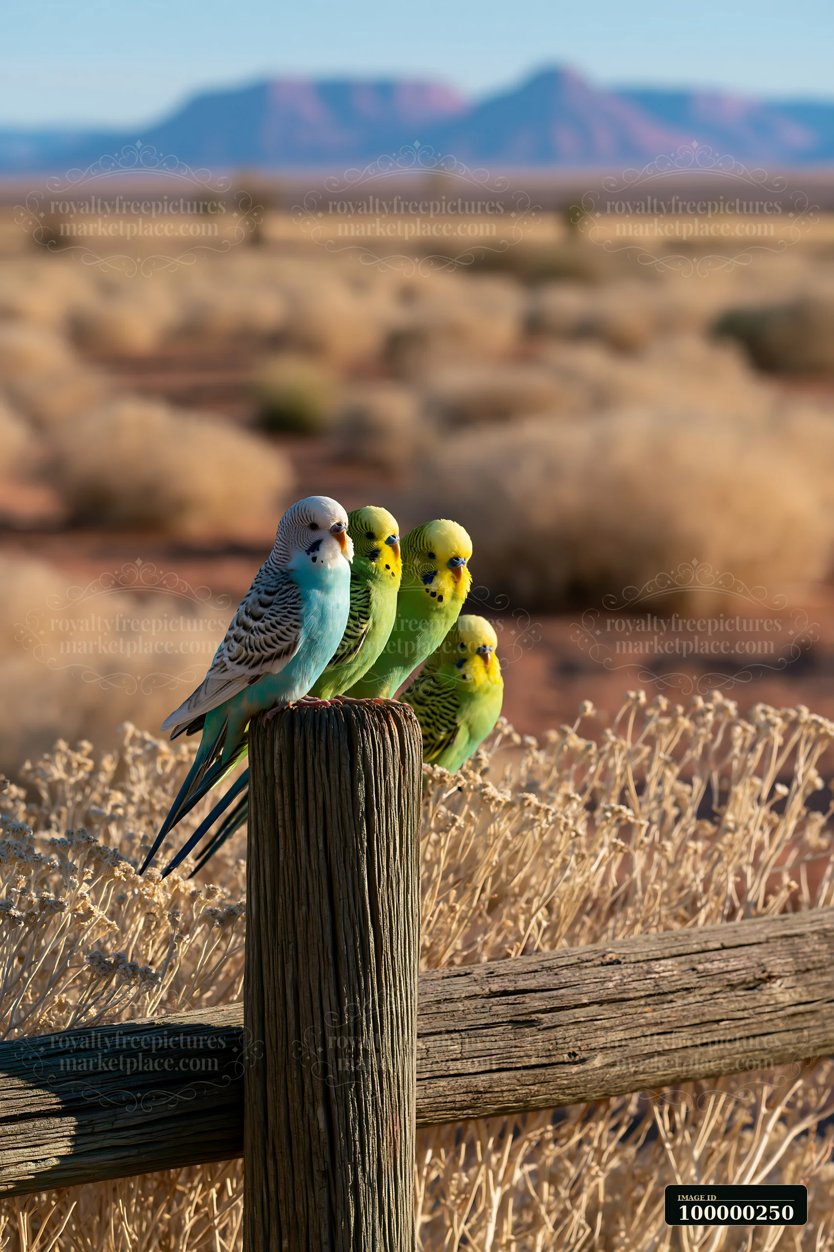 Four colorful budgerigars perch on a weathered wooden fence in a dry desert landscape with distant mountains.