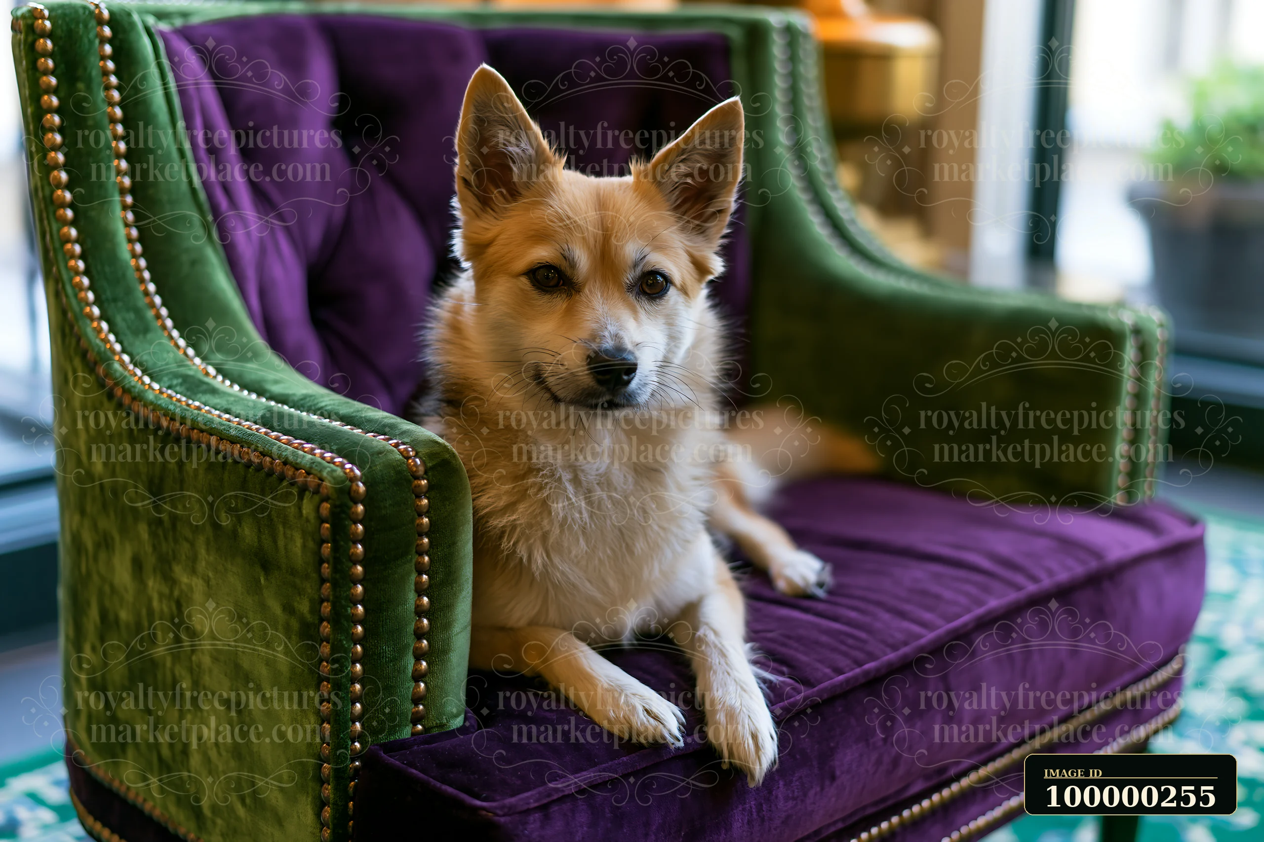 Small tan and white dog sitting in an ornate green and purple armchair indoors