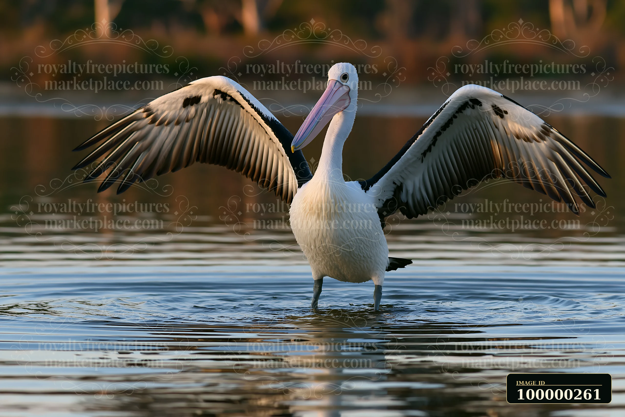 Australian pelican stands in shallow lagoon water with its wings spread wide.