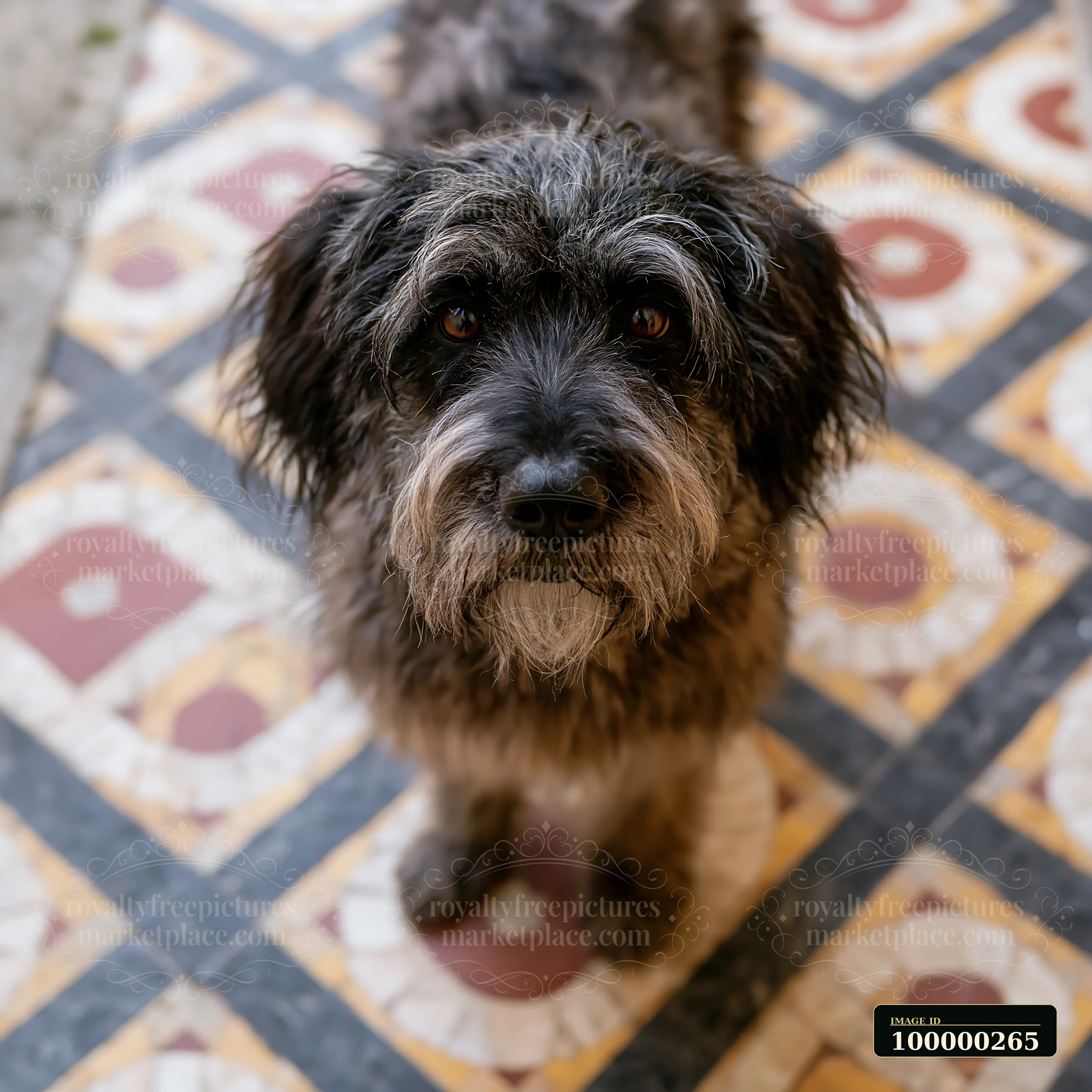Shaggy dark-coated dog looks up at the camera from a patterned floor.