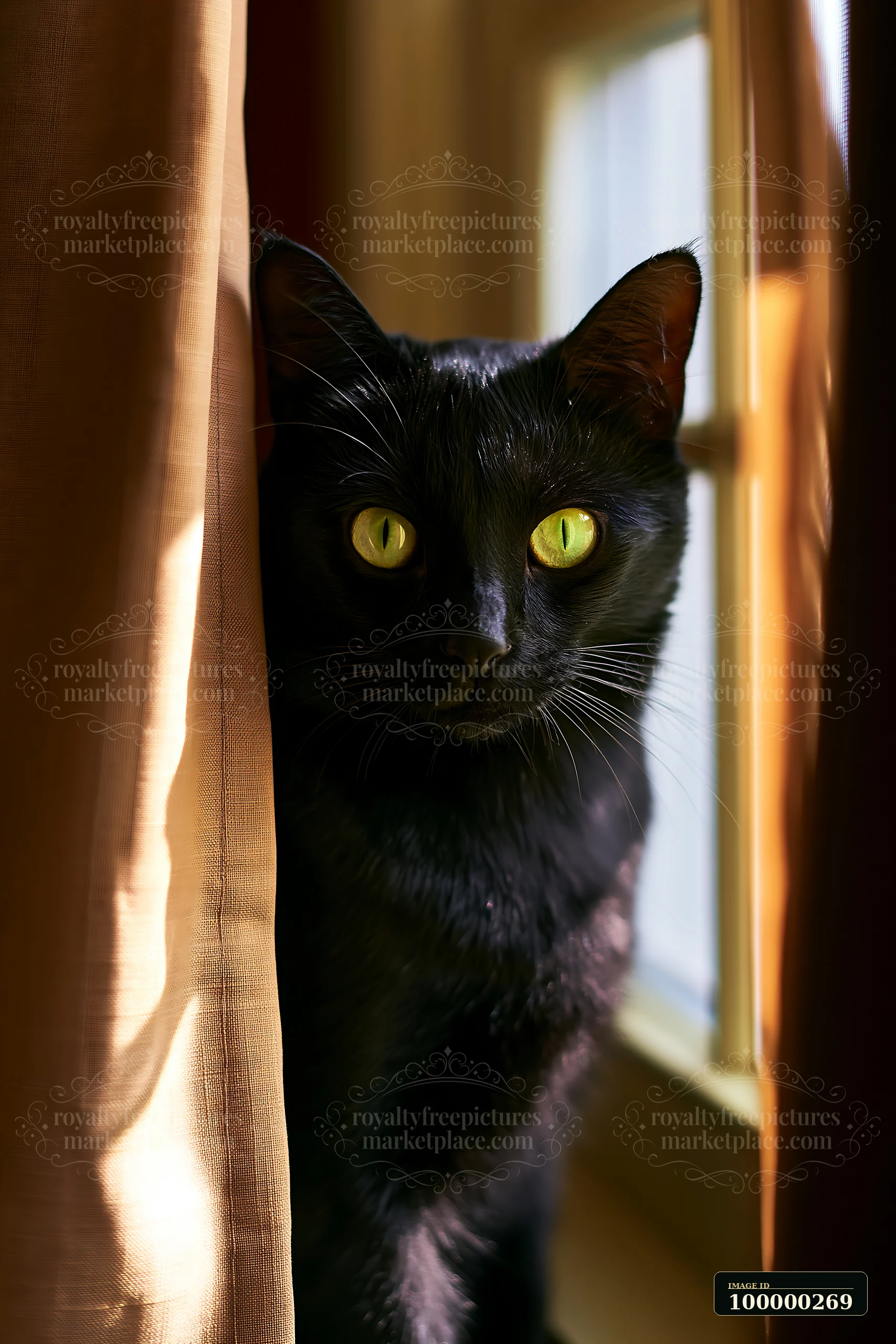 Black cat peeks between curtains beside a bright indoor window.