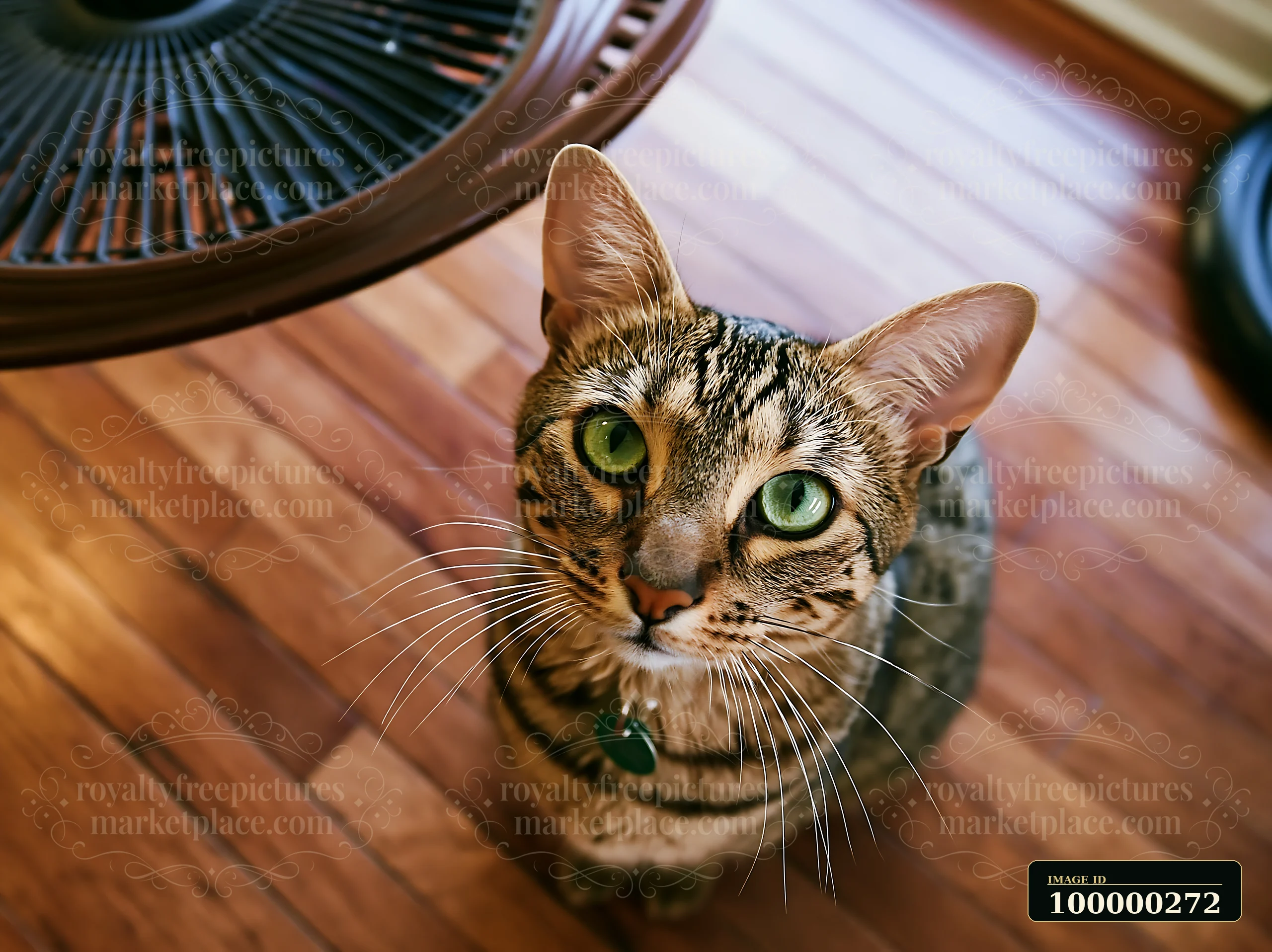 Savannah cat looking up at the camera on a wooden floor beside a wicker chair