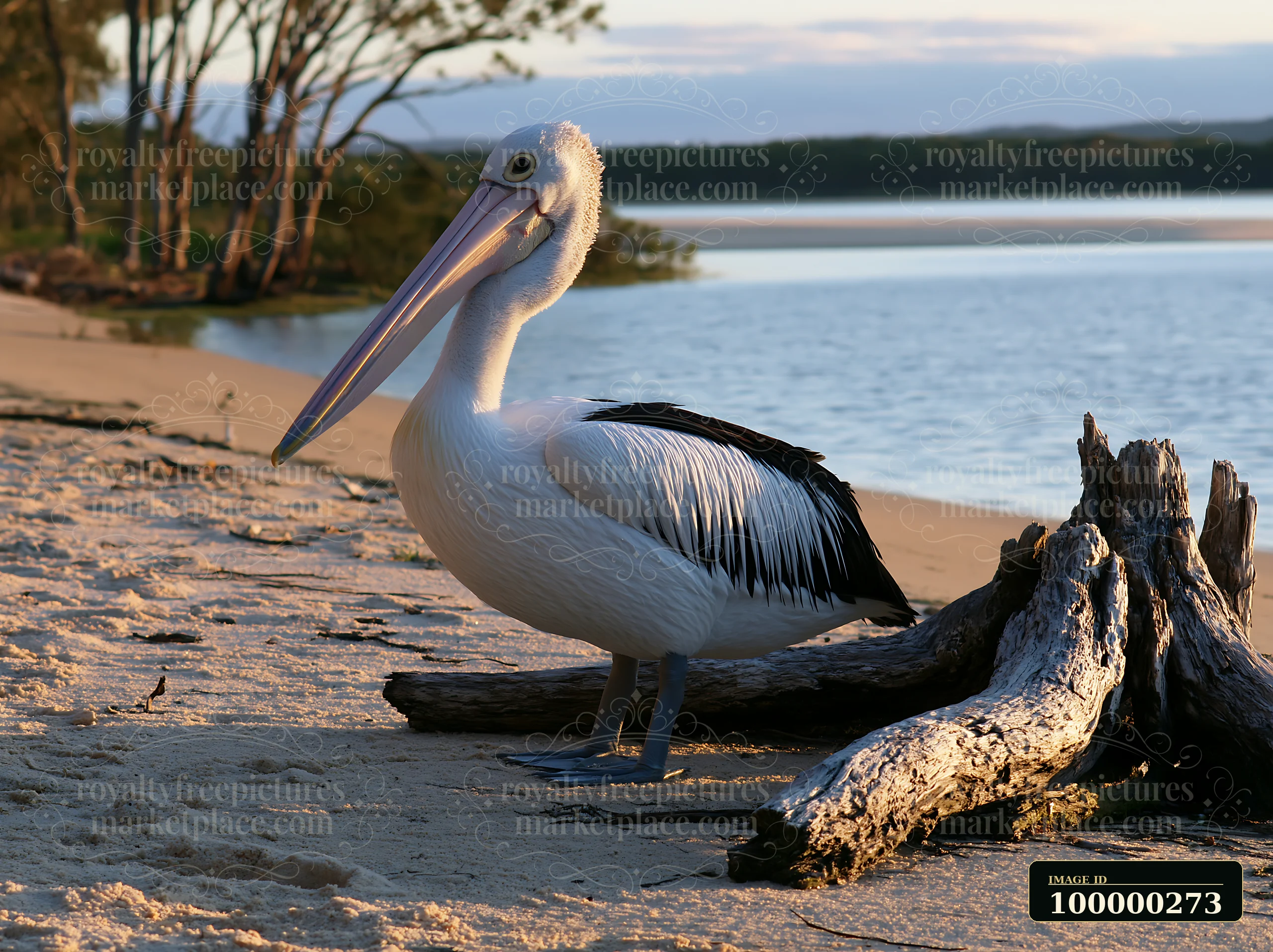 Australian pelican standing on a sandy coastal lagoon shore beside weathered driftwood.