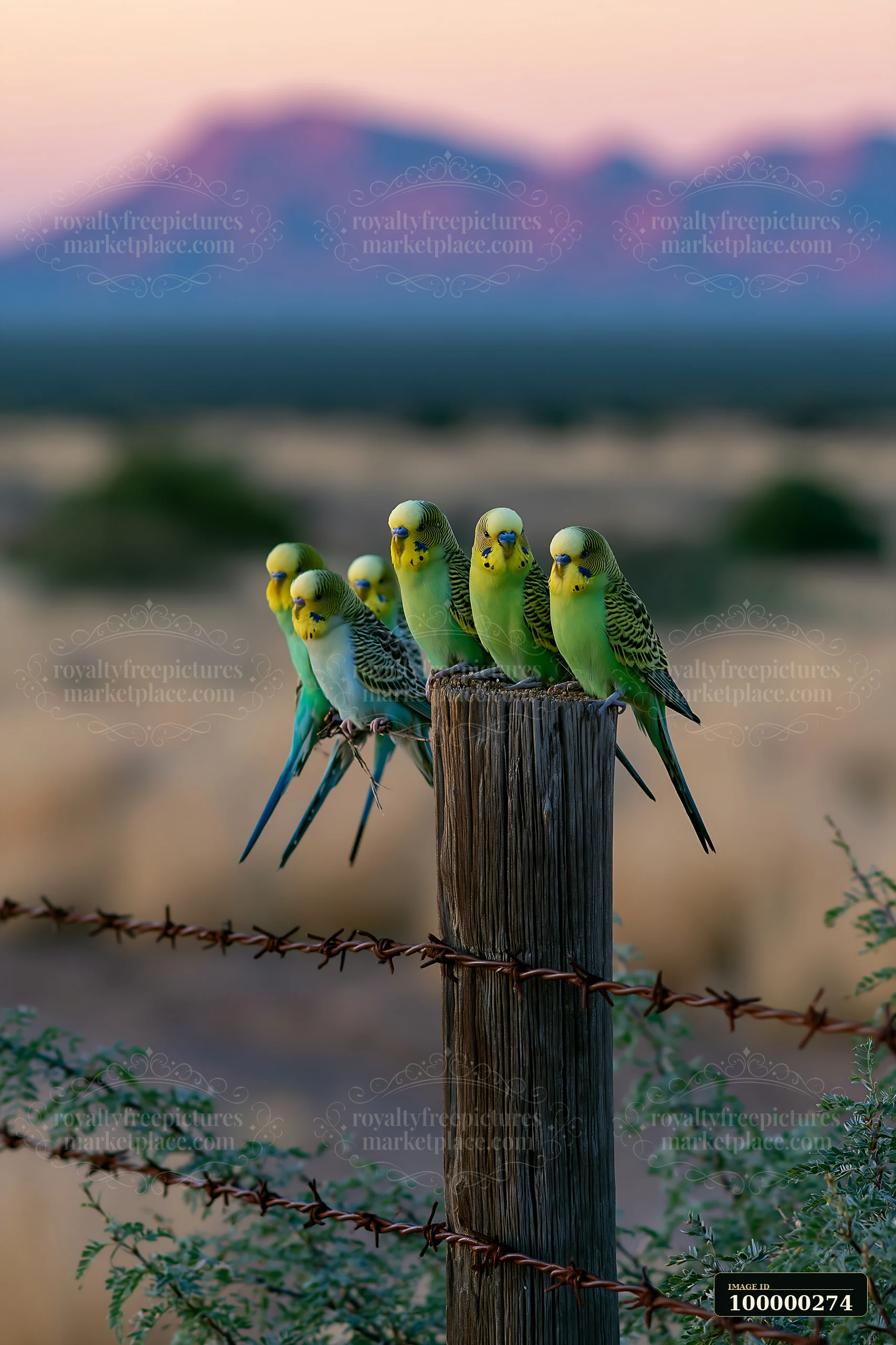 Six colorful budgerigars perch on a weathered wooden post above barbed wire in a softly blurred desert landscape.