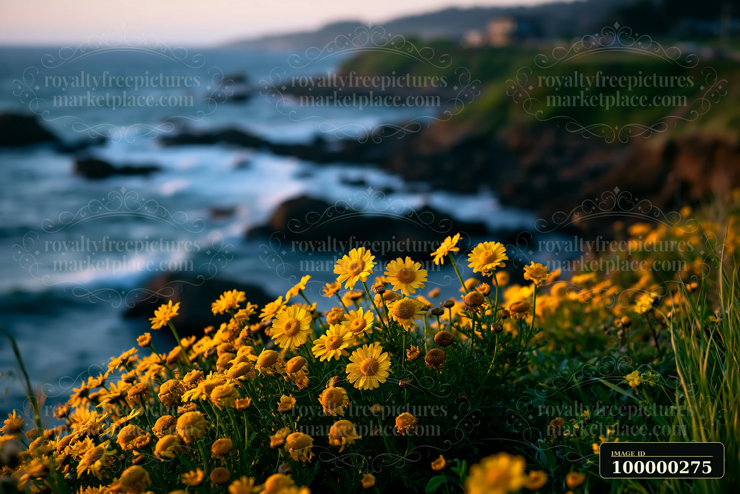 Yellow flowers bloom beside rocky ocean cliffs with waves softly blurred in the background.