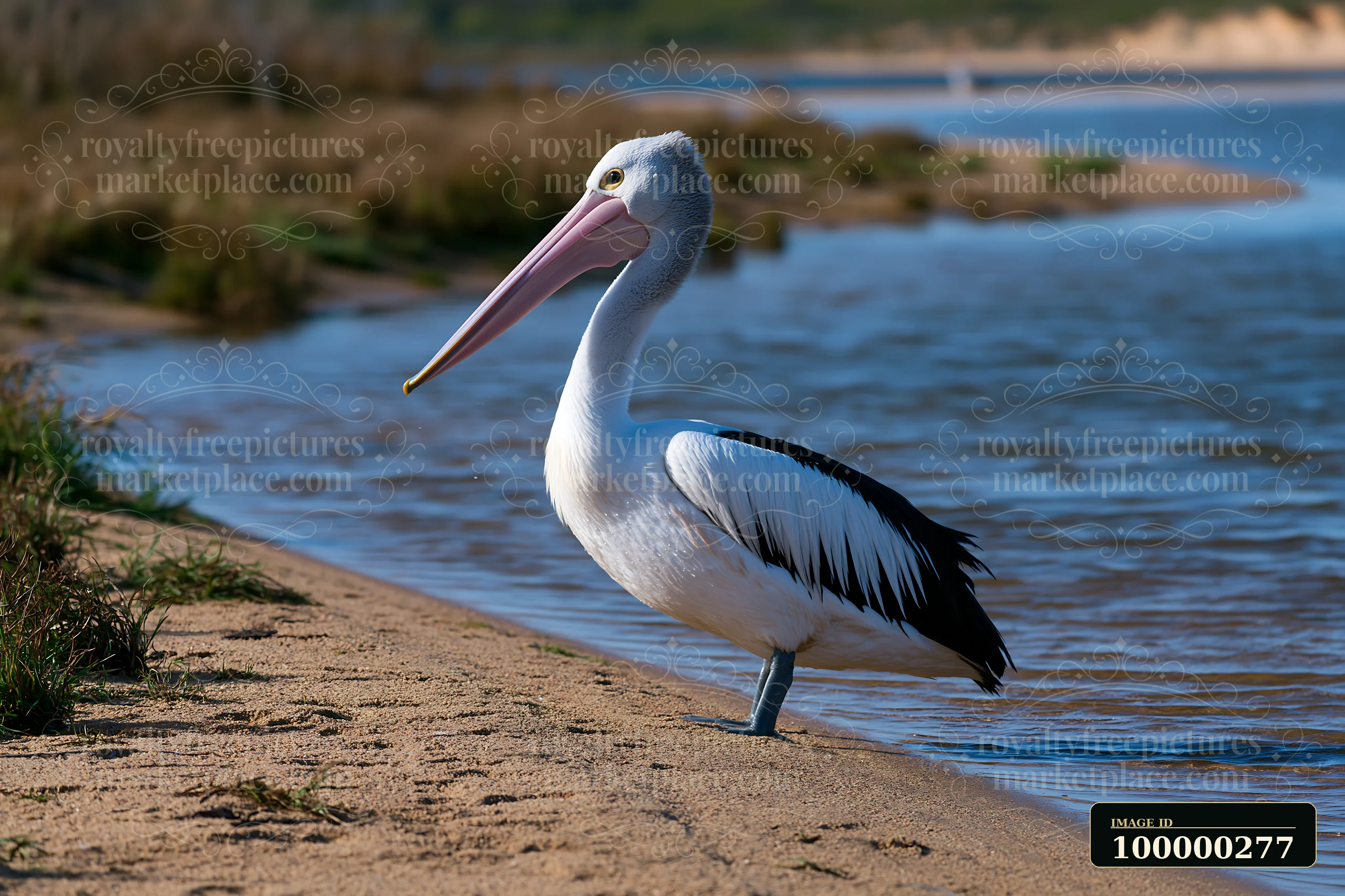 Australian pelican standing at the sandy edge of a coastal lagoon with blue water behind it.