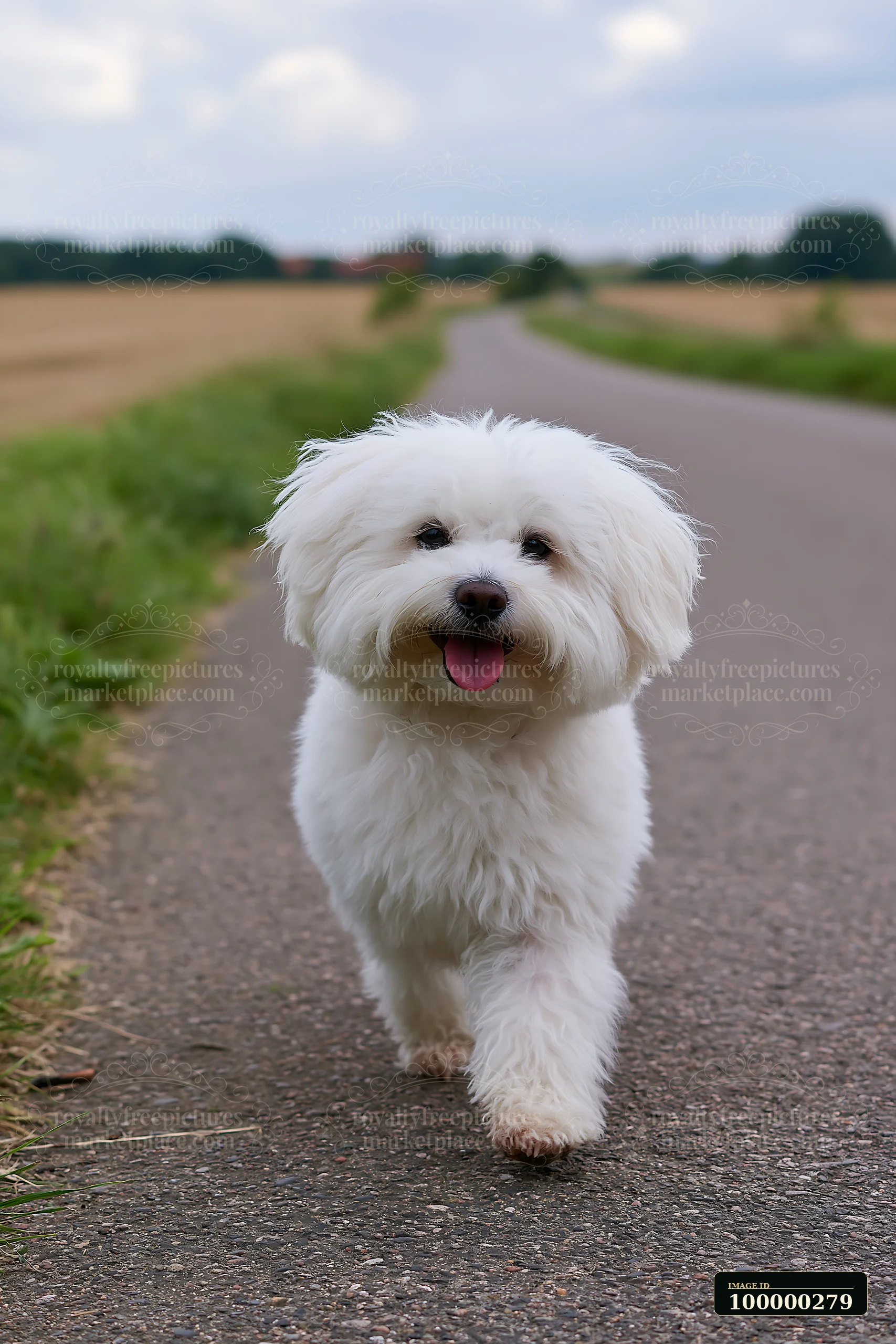 White fluffy dog walking toward the camera on a rural road between fields.