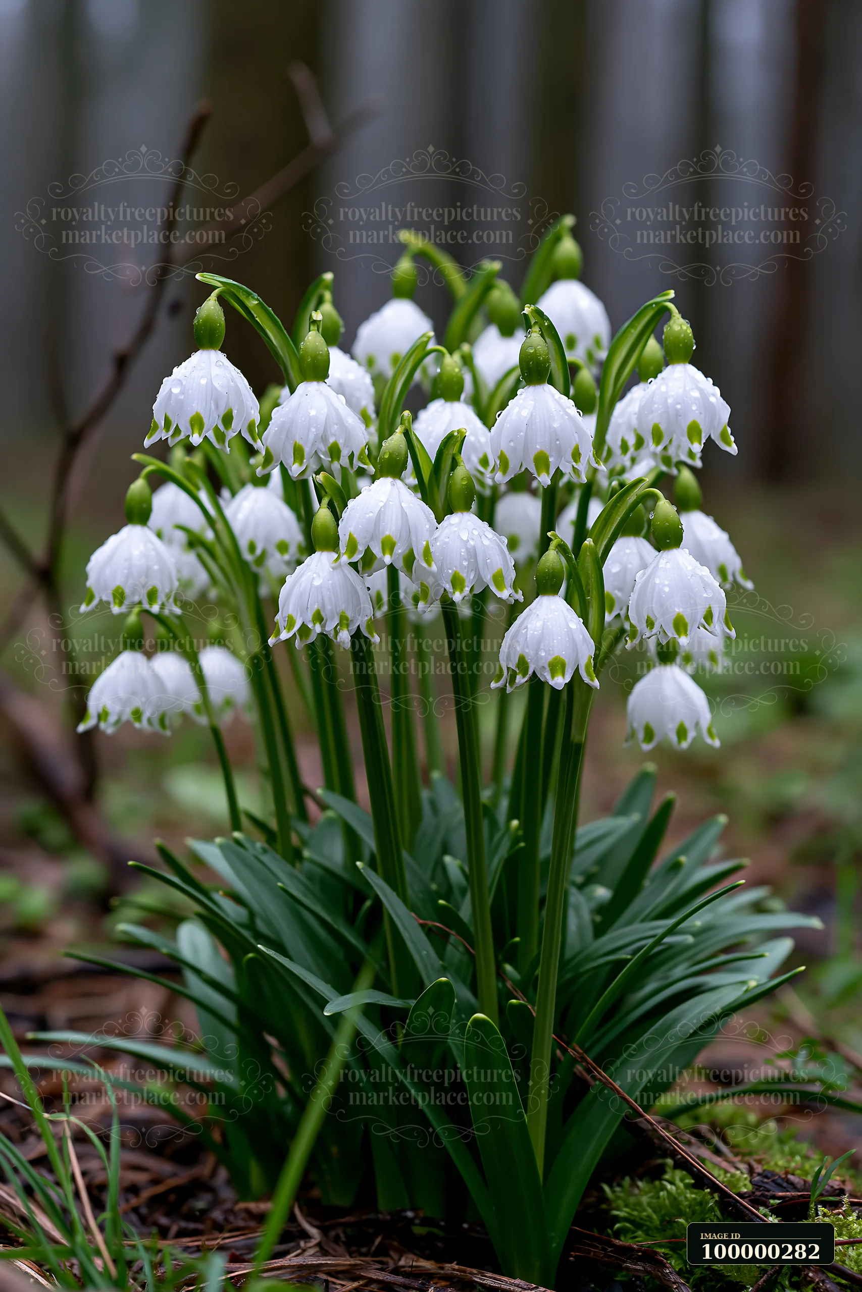White snowdrop flowers with water droplets bloom beneath trees in a shaded woodland setting.