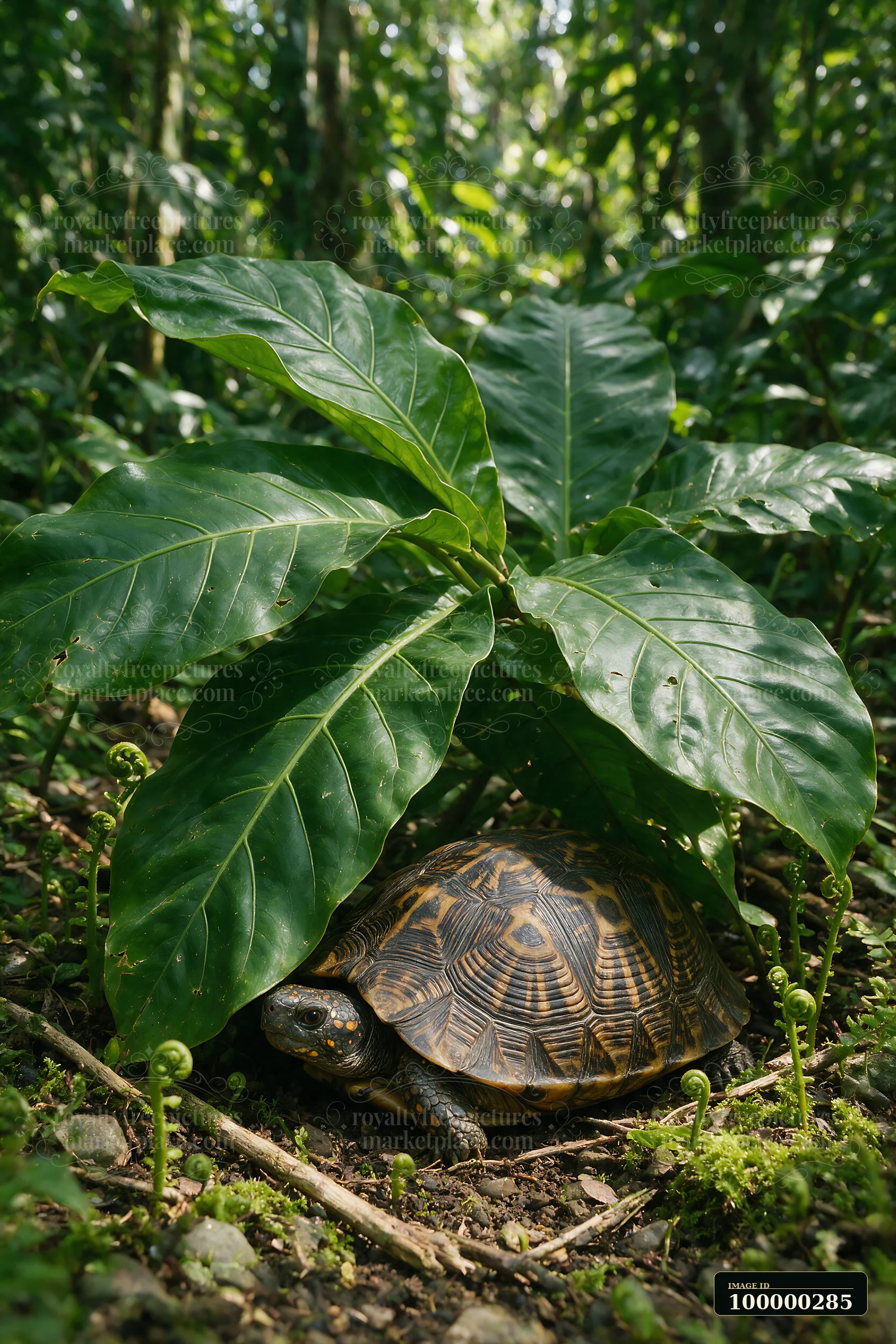 Turtle resting beneath broad leaves on a leafy forest floor in natural light.
