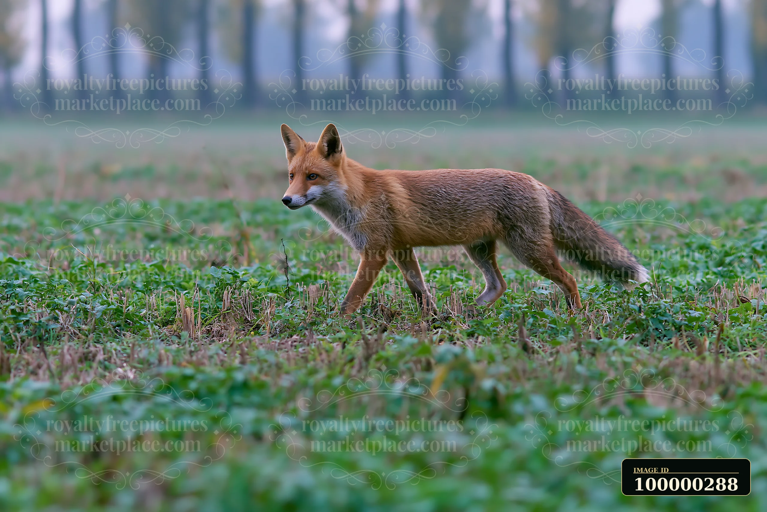 Red fox walking across a green meadow with blurred trees in the background.