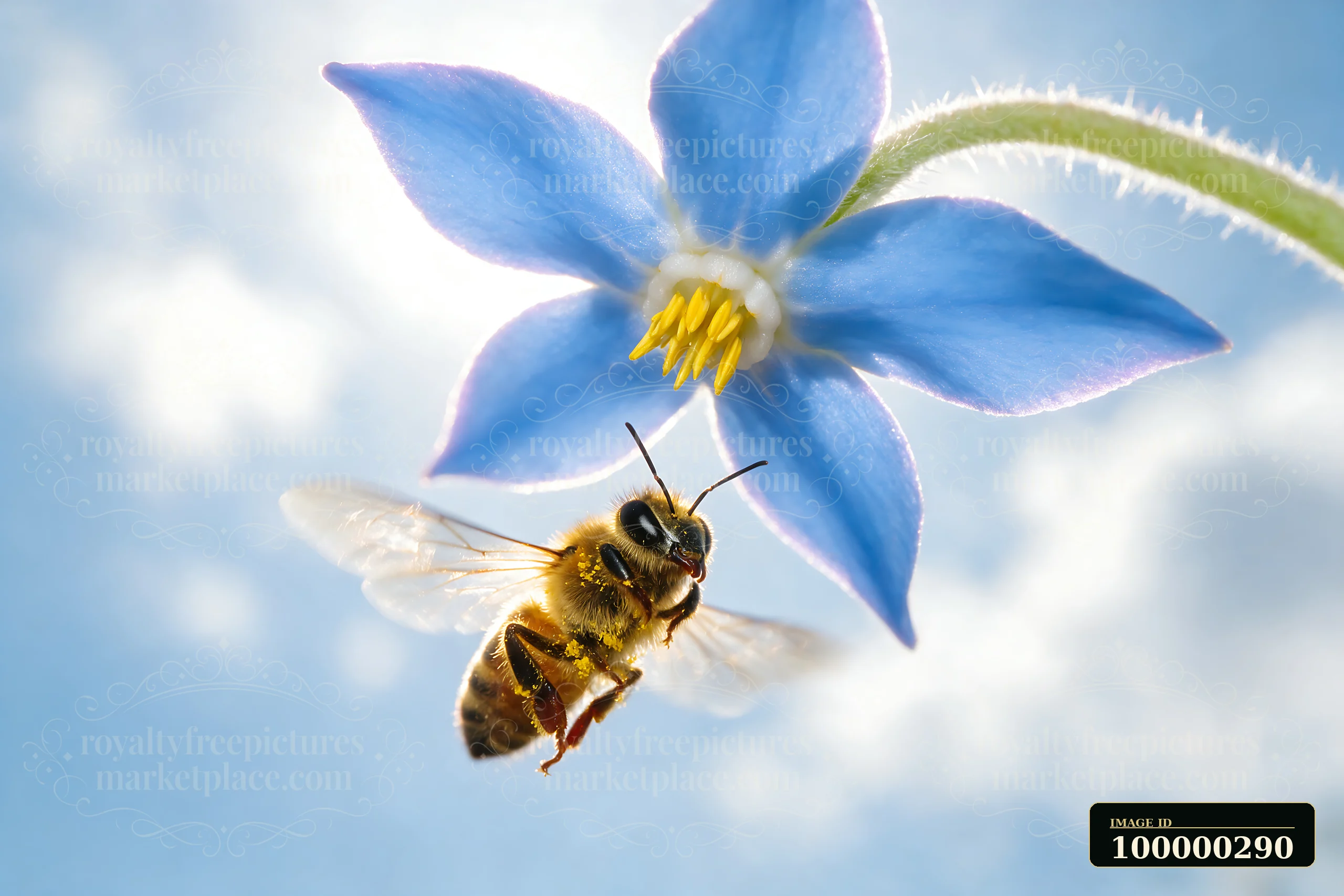 Honey bee taking off from a blue flower against a bright sky