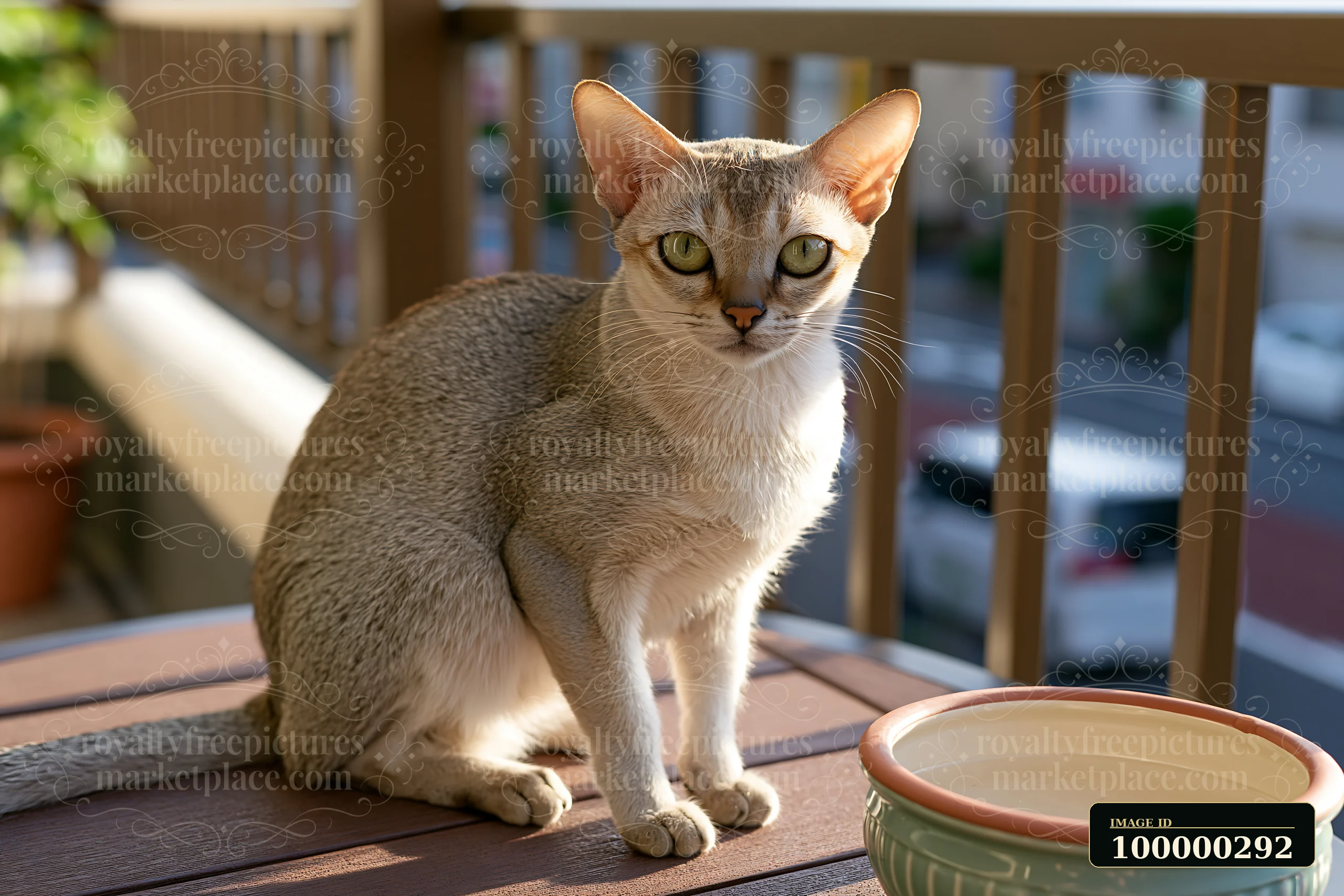 Short-haired cat sitting beside a water bowl on a sunlit wooden deck