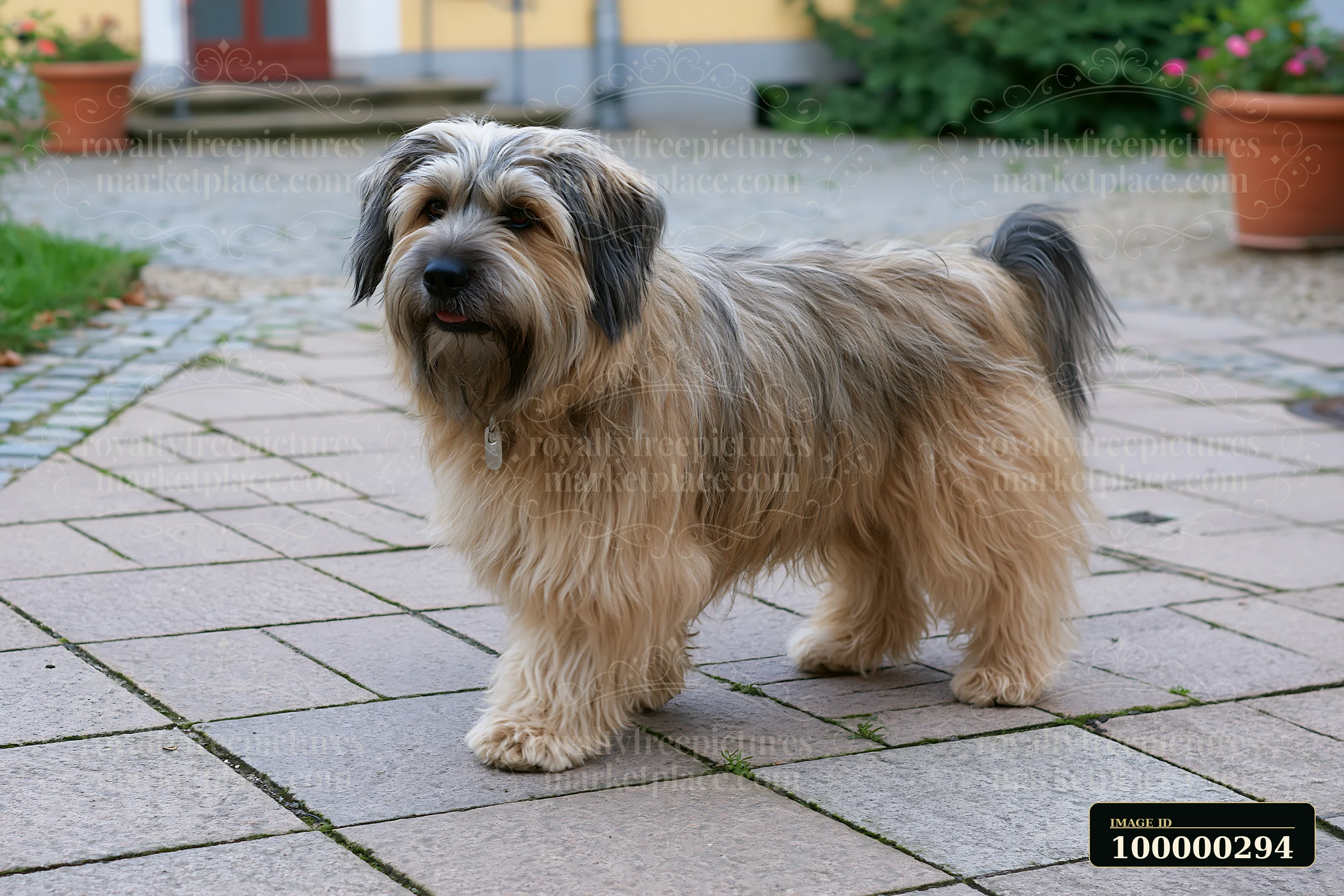 Shaggy long-haired dog standing on a paved courtyard beside potted plants.