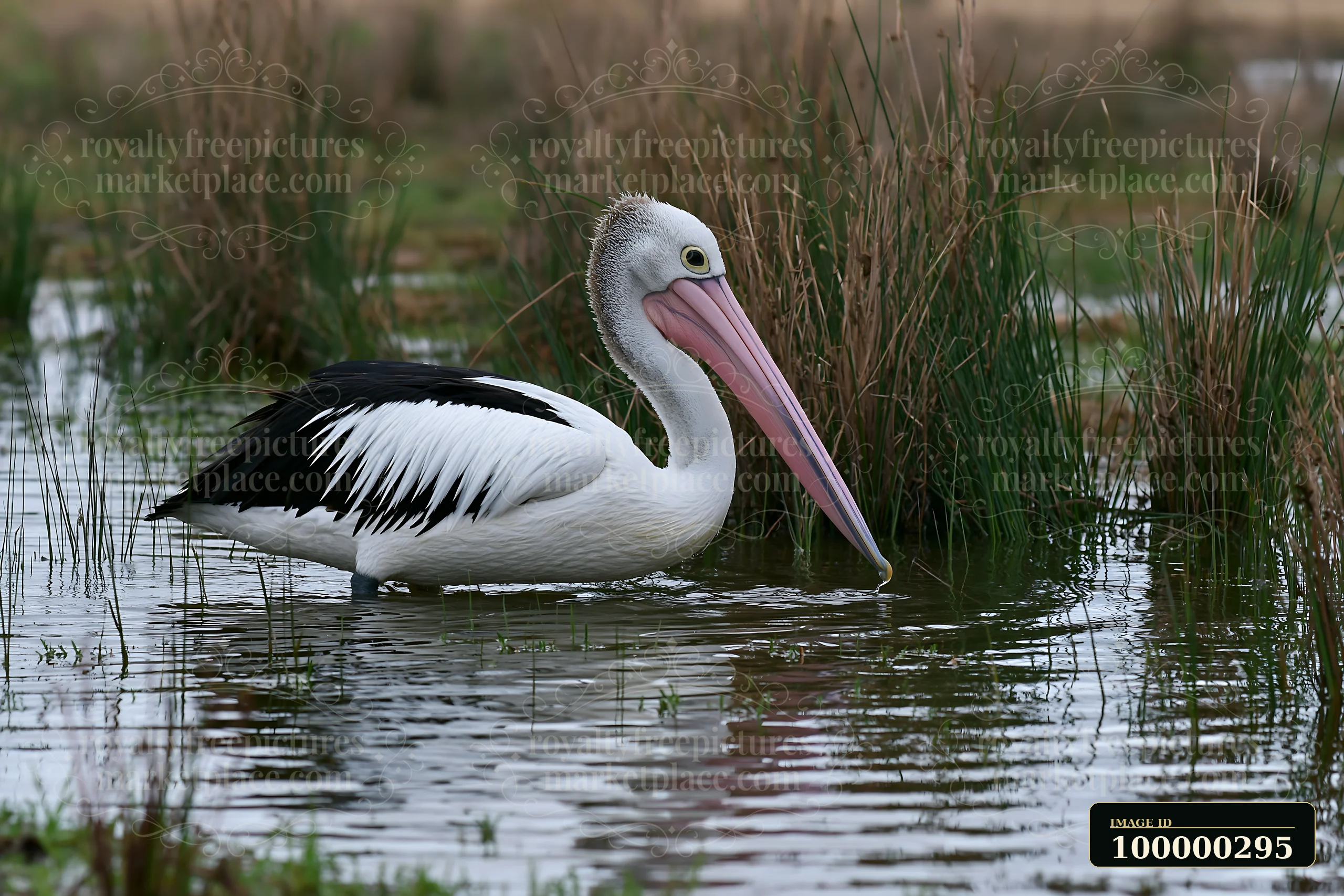 Australian pelican stands in shallow lagoon water among tall reeds and wetland vegetation.