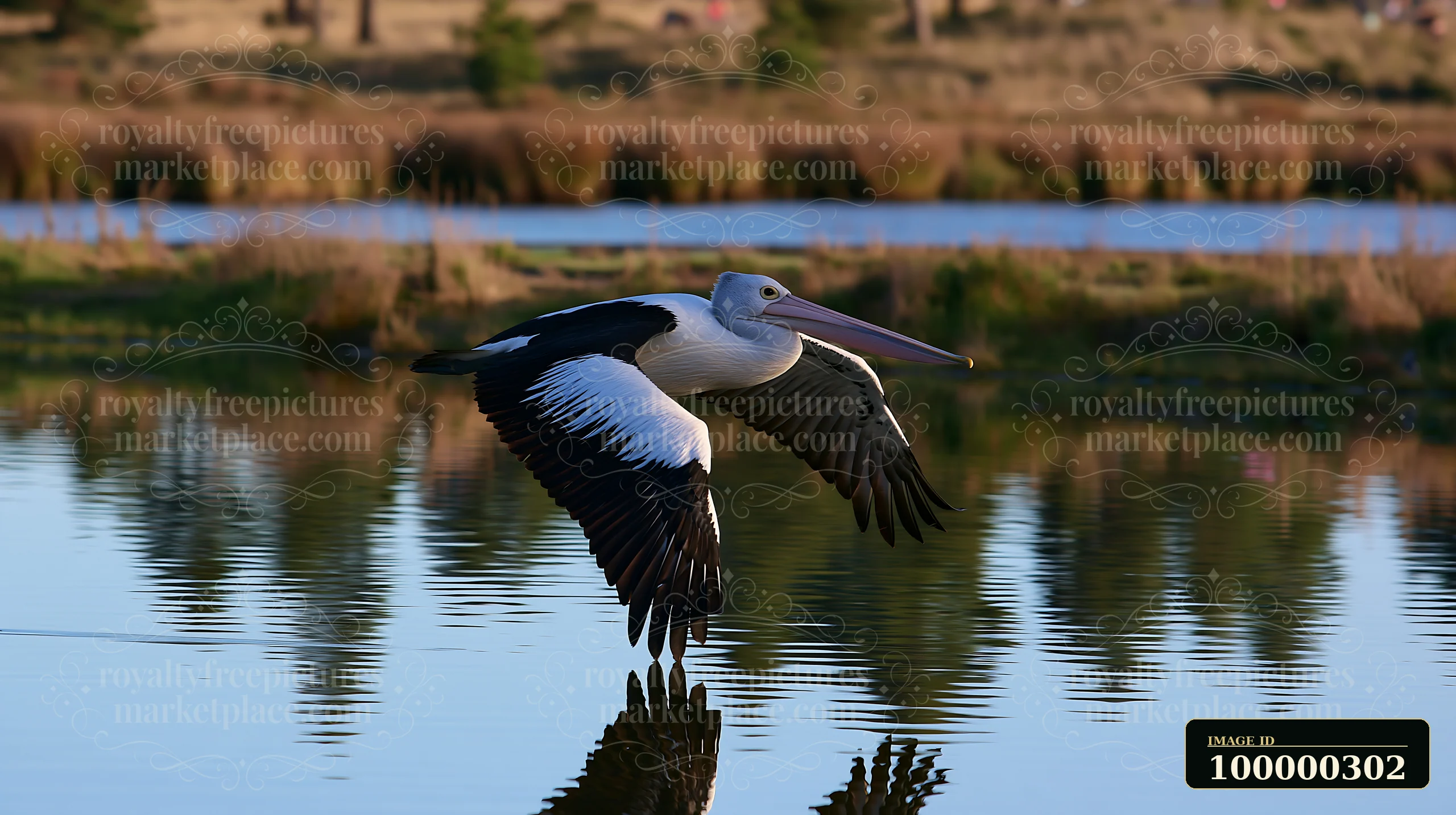 Australian pelican flies low over reflective lagoon water with wings spread and wetland vegetation in the background.