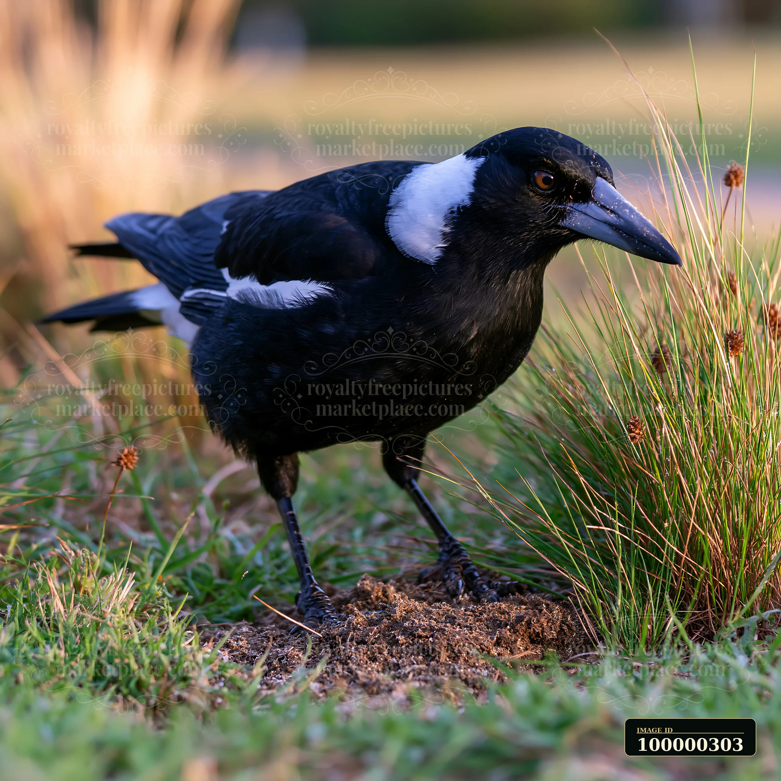 Australian magpie stands among grasses and seed heads in warm natural light.