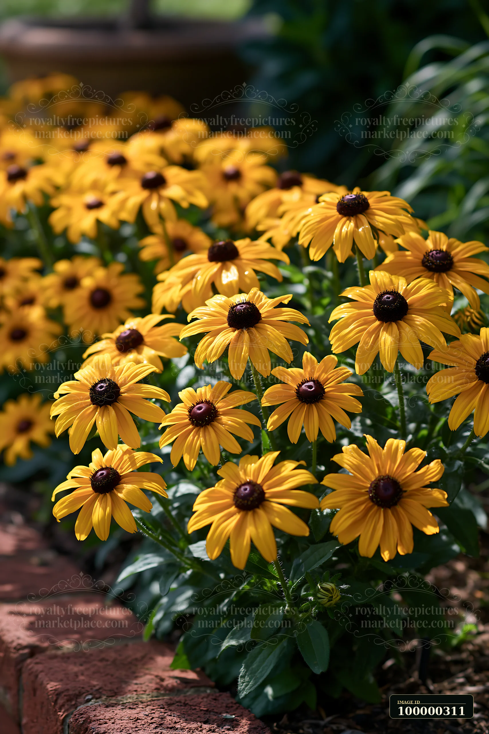 Golden black-eyed Susan flowers bloom beside a brick path in a leafy garden.