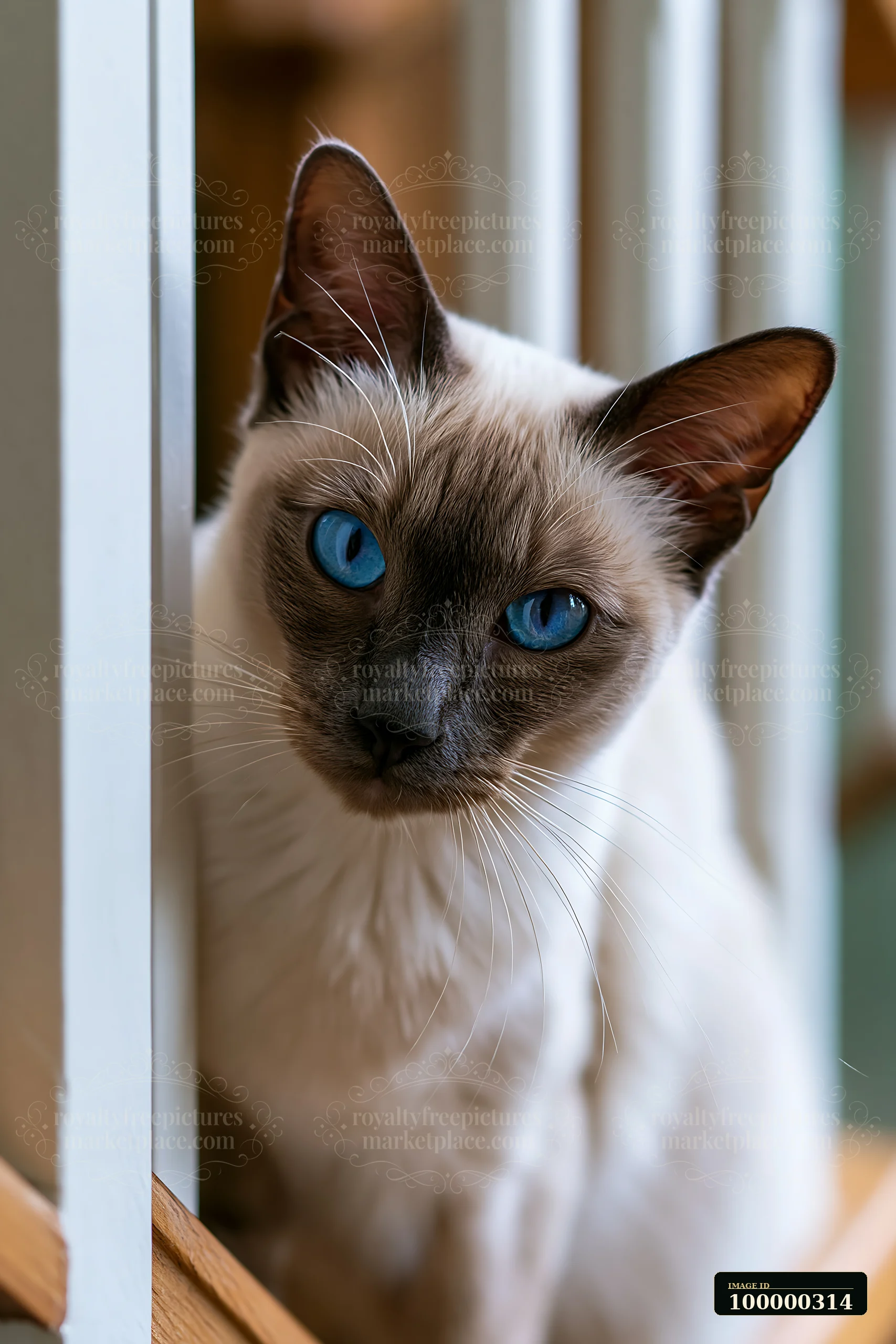 Blue-eyed Tonkinese cat standing near a bright indoor window in a close-up portrait.