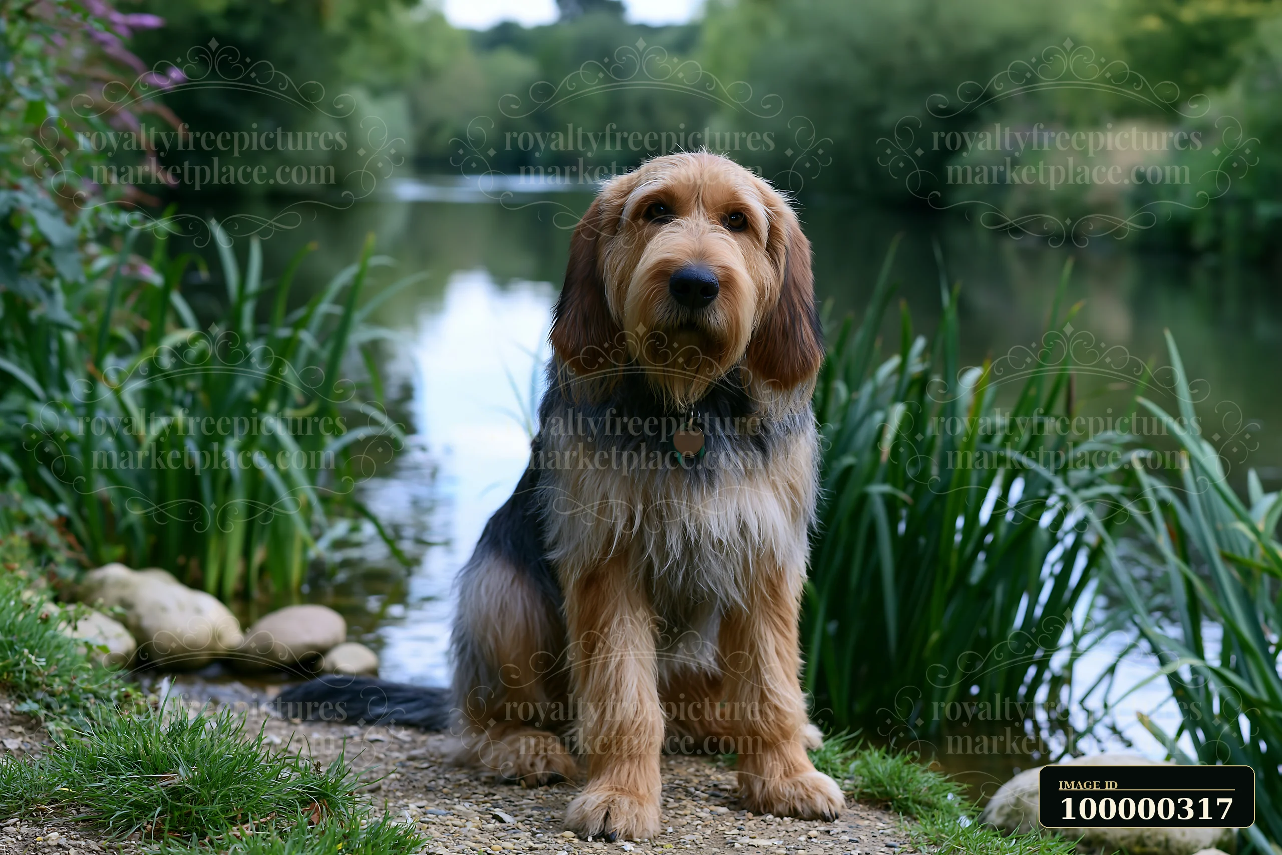 Long-haired dog sits beside a pond among reeds and stones, looking directly at the camera.