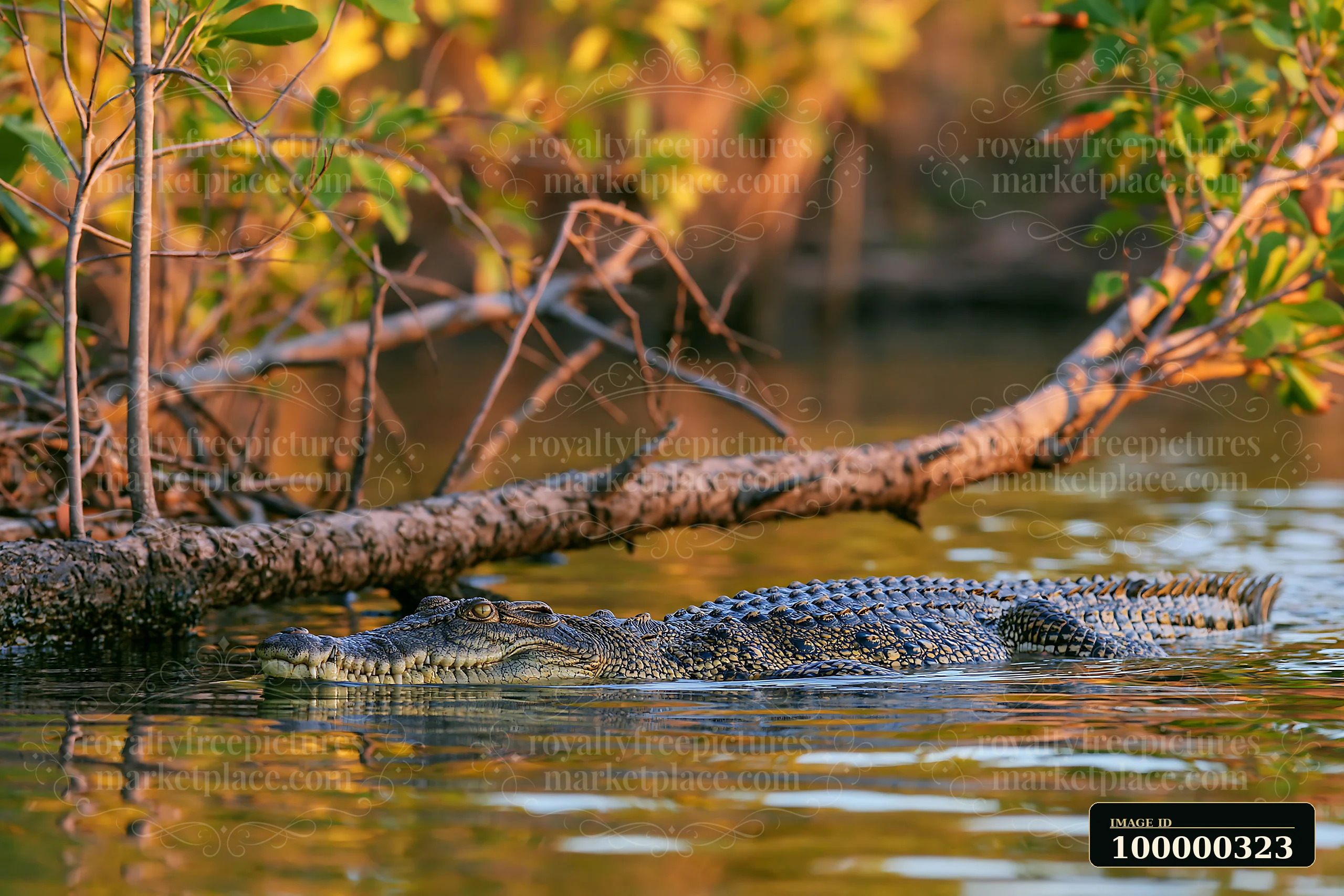 A saltwater crocodile swims through a wetland in the Northern Territory, surrounded by trees and shallow water.