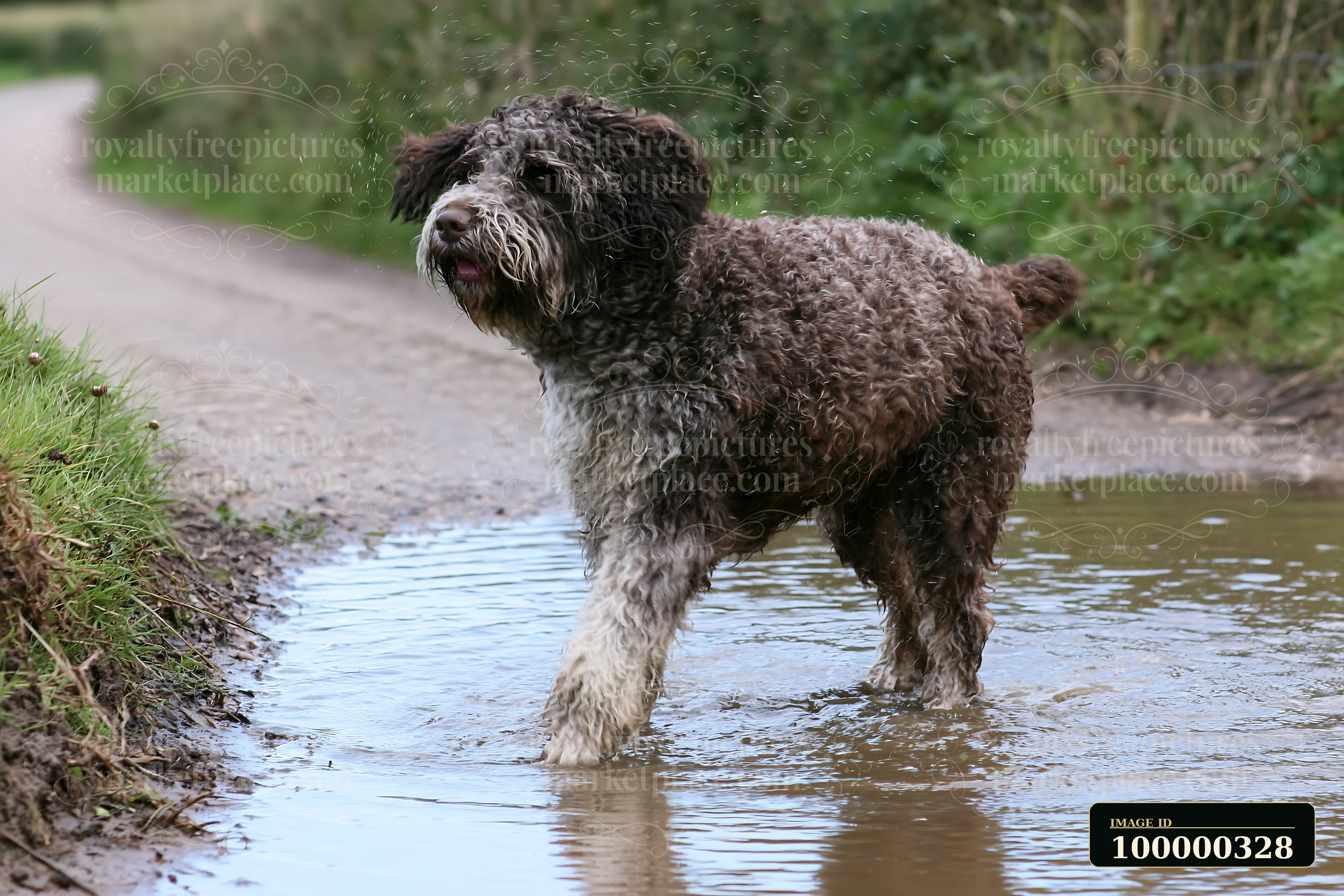A rare dog breed on rural road walks through a puddle as it enjoys a quiet moment outdoors.