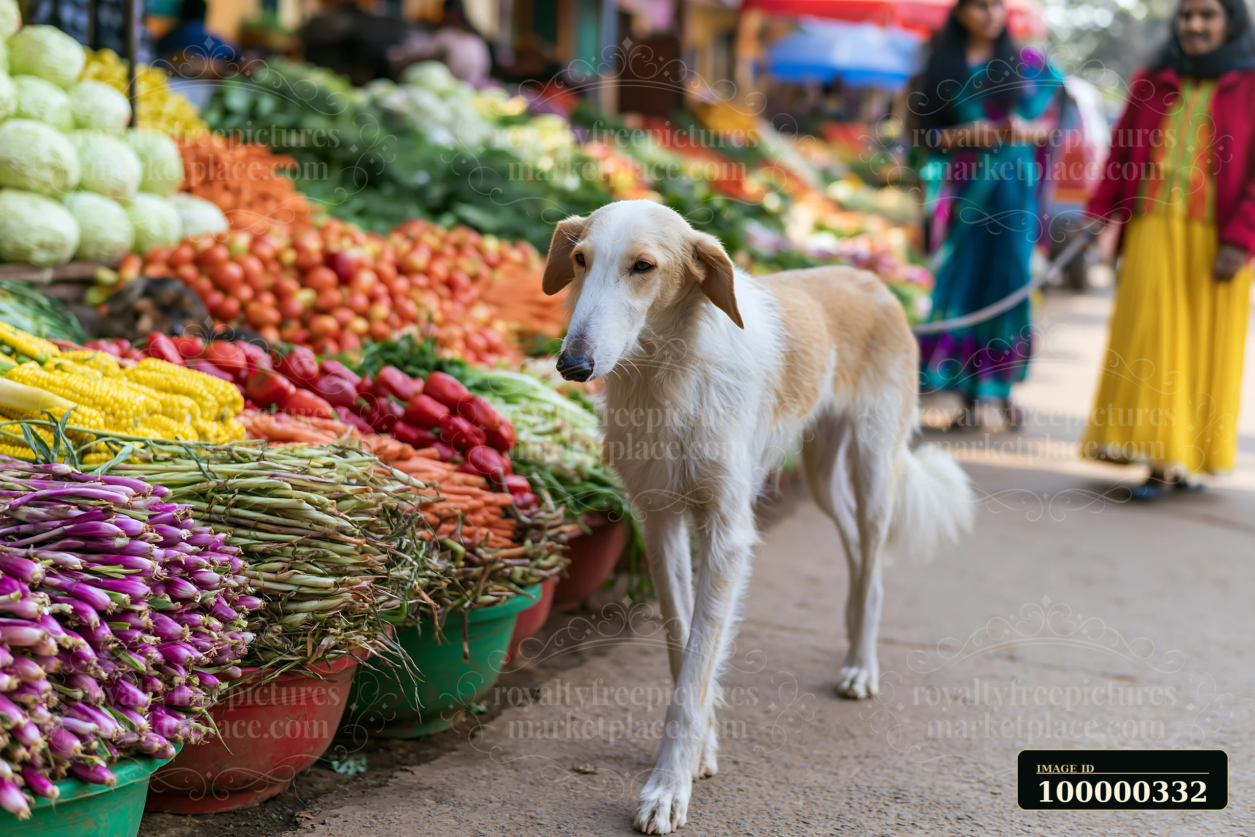 Long-haired dog stands beside colorful vegetable displays at a busy farmers market.