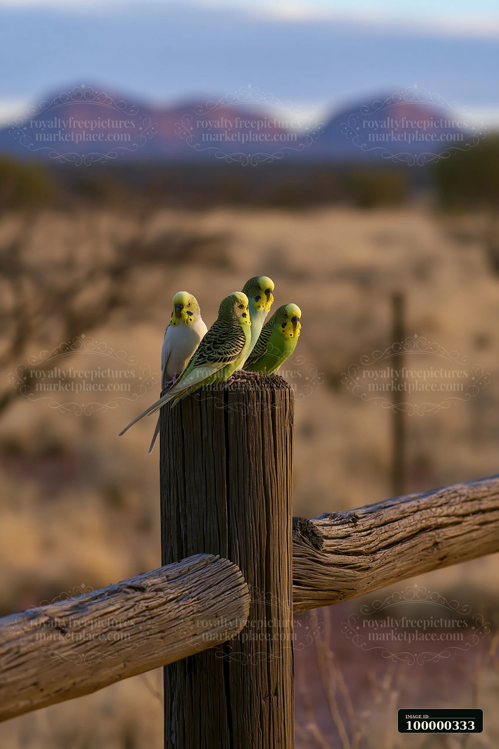 Four colorful budgerigars perch on a weathered wooden post with blurred desert mountains behind them.