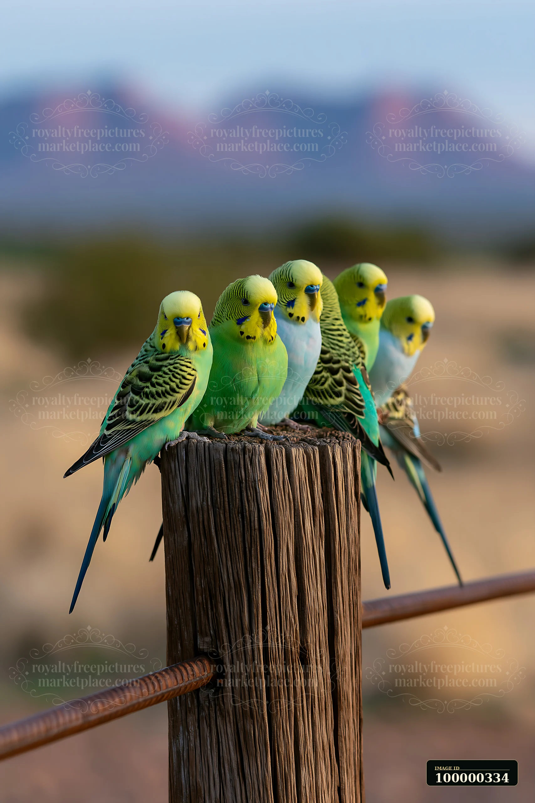 Five colorful budgerigars perch on a weathered wooden post with desert terrain softly blurred behind them.