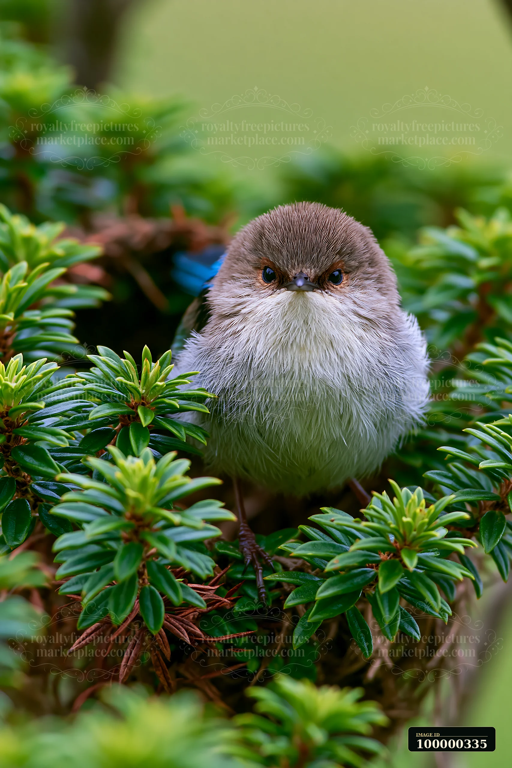 Fairy wren facing the camera among dense green native shrubs.