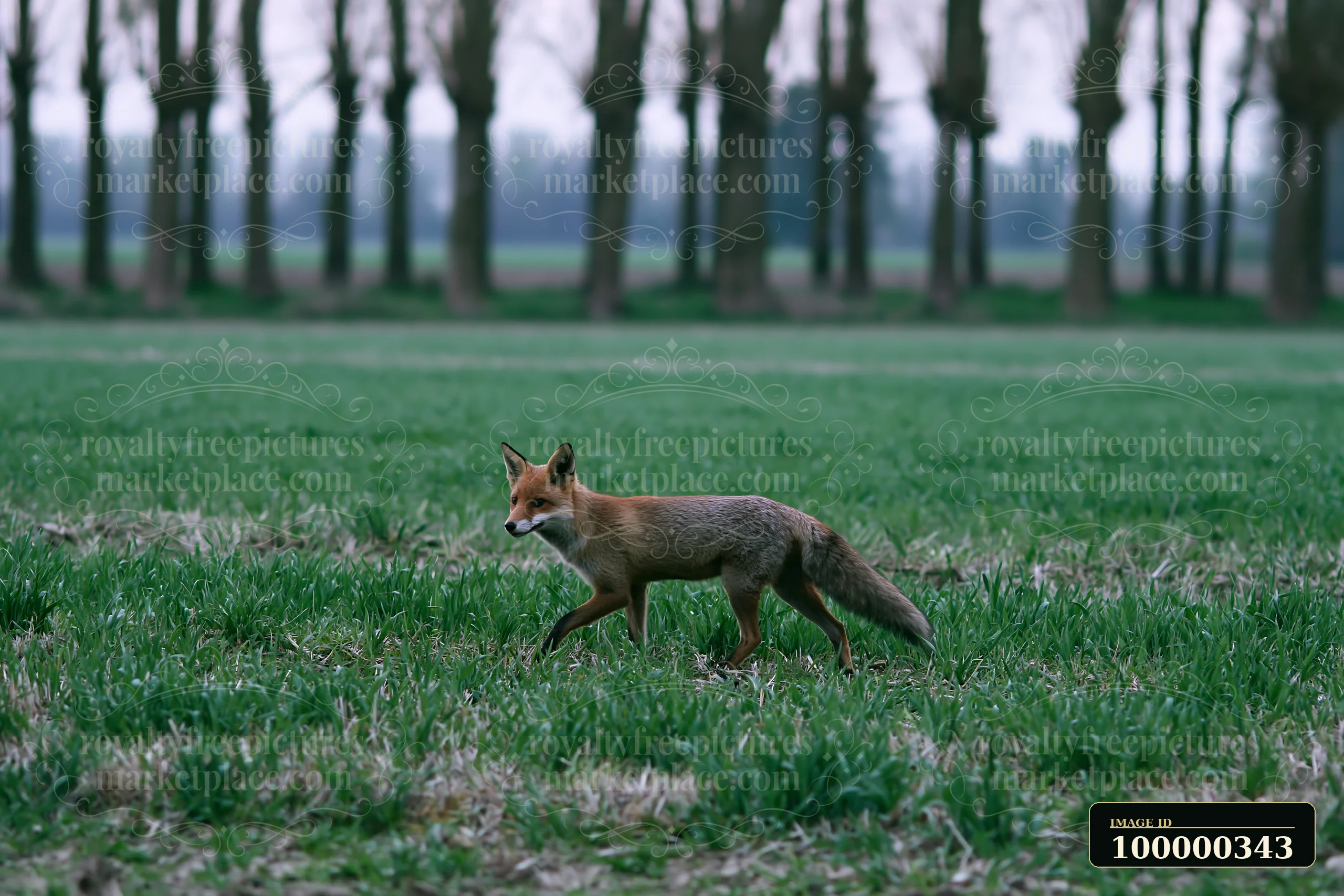 Red fox walking across a green meadow with blurred trees in the background.