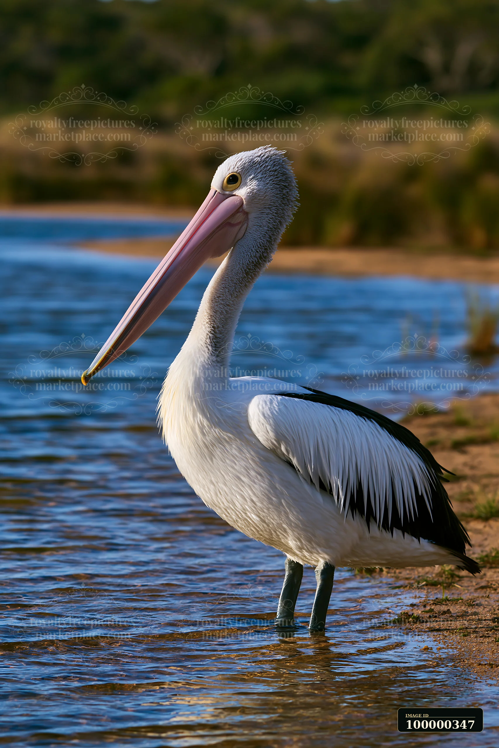 Australian pelican stands in shallow coastal lagoon water beside a sandy shore.