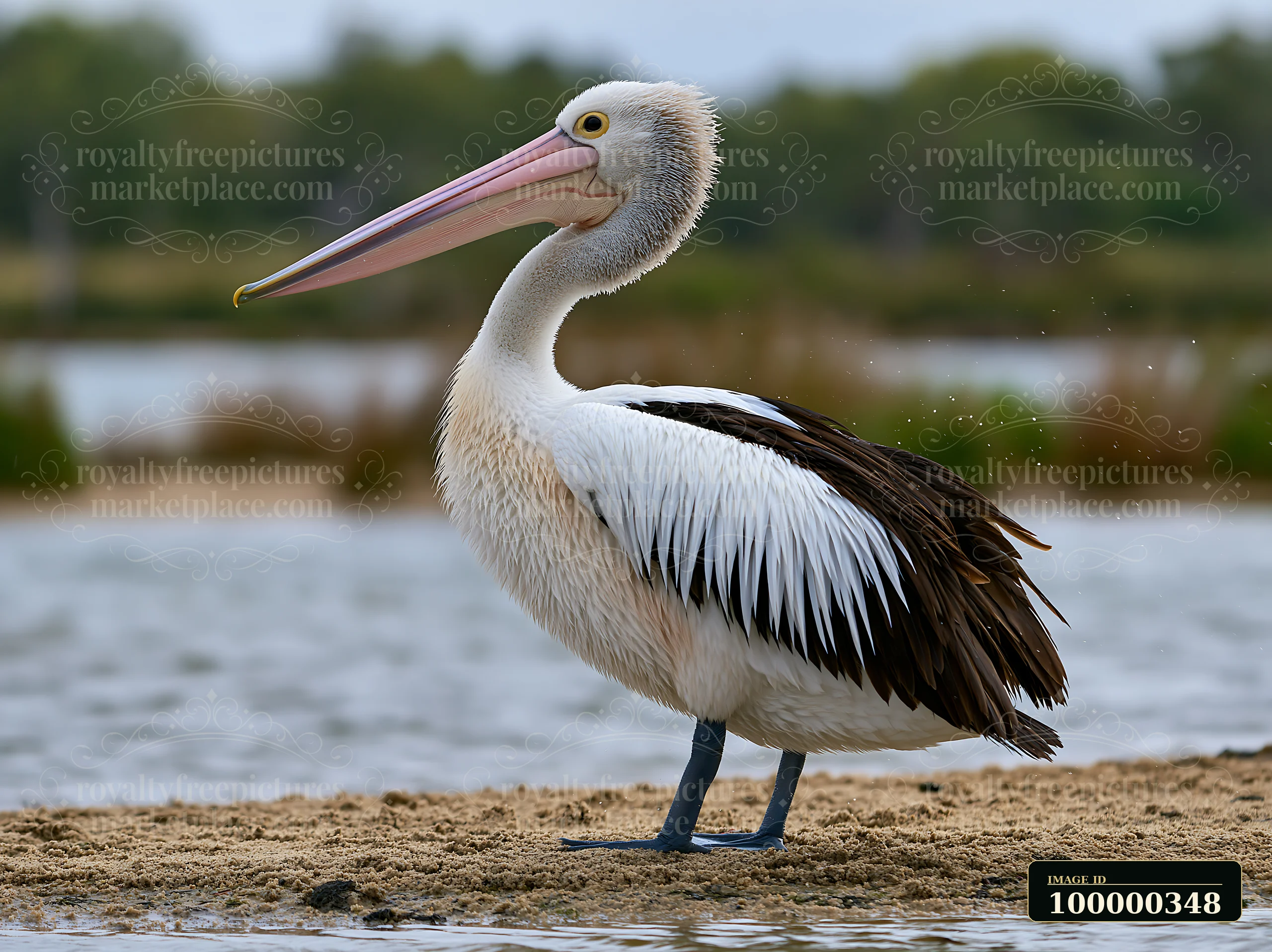 Australian pelican stands on a sandy shore beside a calm coastal lagoon in detailed side profile.